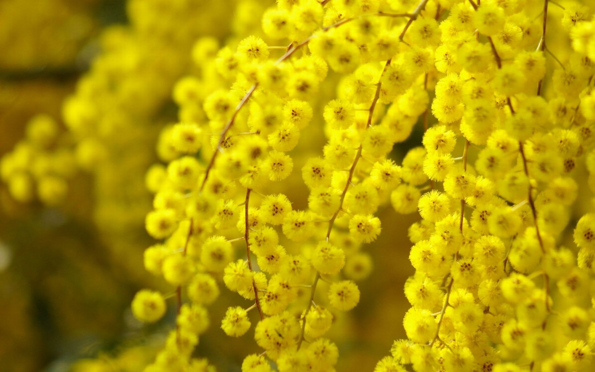 trees nature flora flower season color bright close-up leaf floral desktop blooming summer garden branch tree beautiful growth vibrant