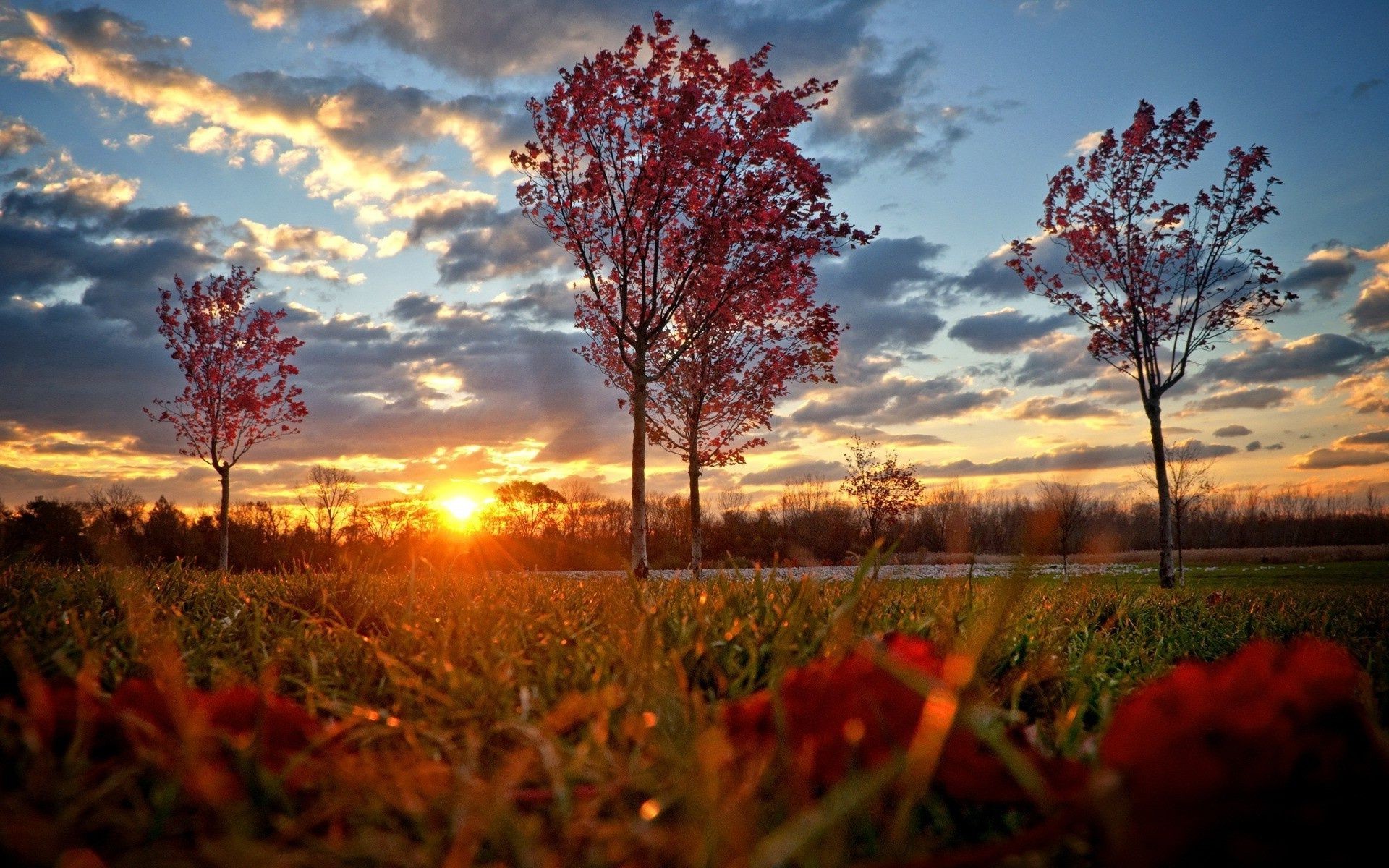 the sunset and sunrise fall landscape dawn tree sun nature leaf sunset park gold outdoors fair weather season countryside color field scenic bright wood