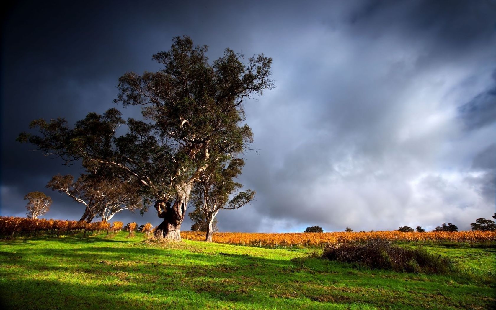 paisagens paisagem árvore natureza grama céu campo amanhecer fazenda ao ar livre campo agricultura madeira rural feno névoa sol país pôr do sol nuvem