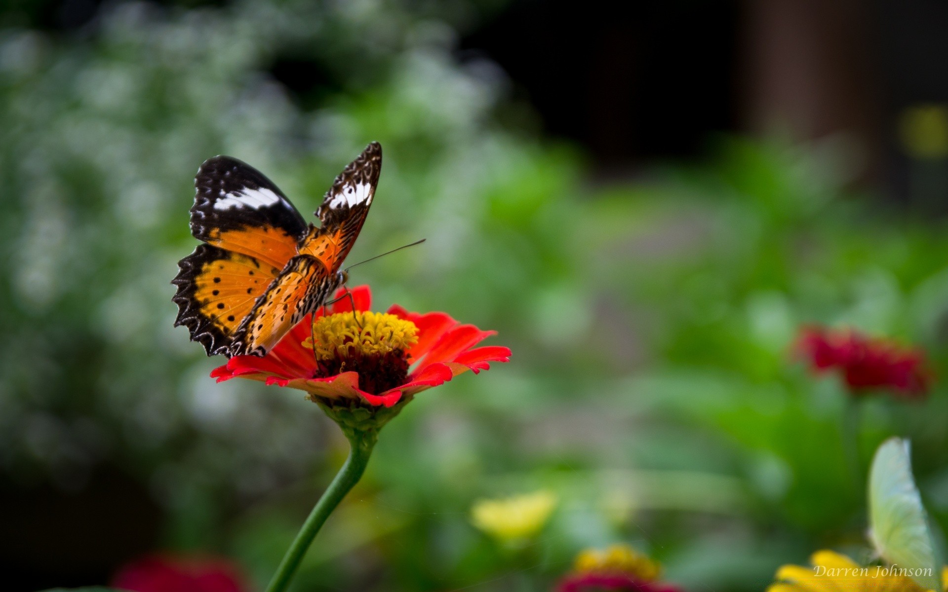 insects butterfly nature insect outdoors flower summer leaf garden bright wildlife fair weather color delicate invertebrate monarch