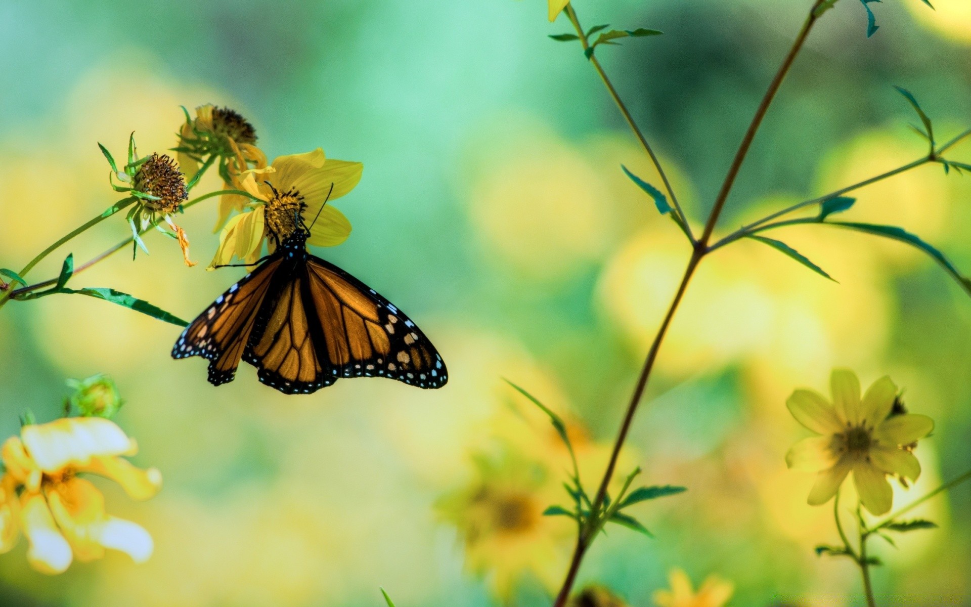 butterfly nature insect summer outdoors flower leaf fair weather garden flora bright delicate color wildlife wild