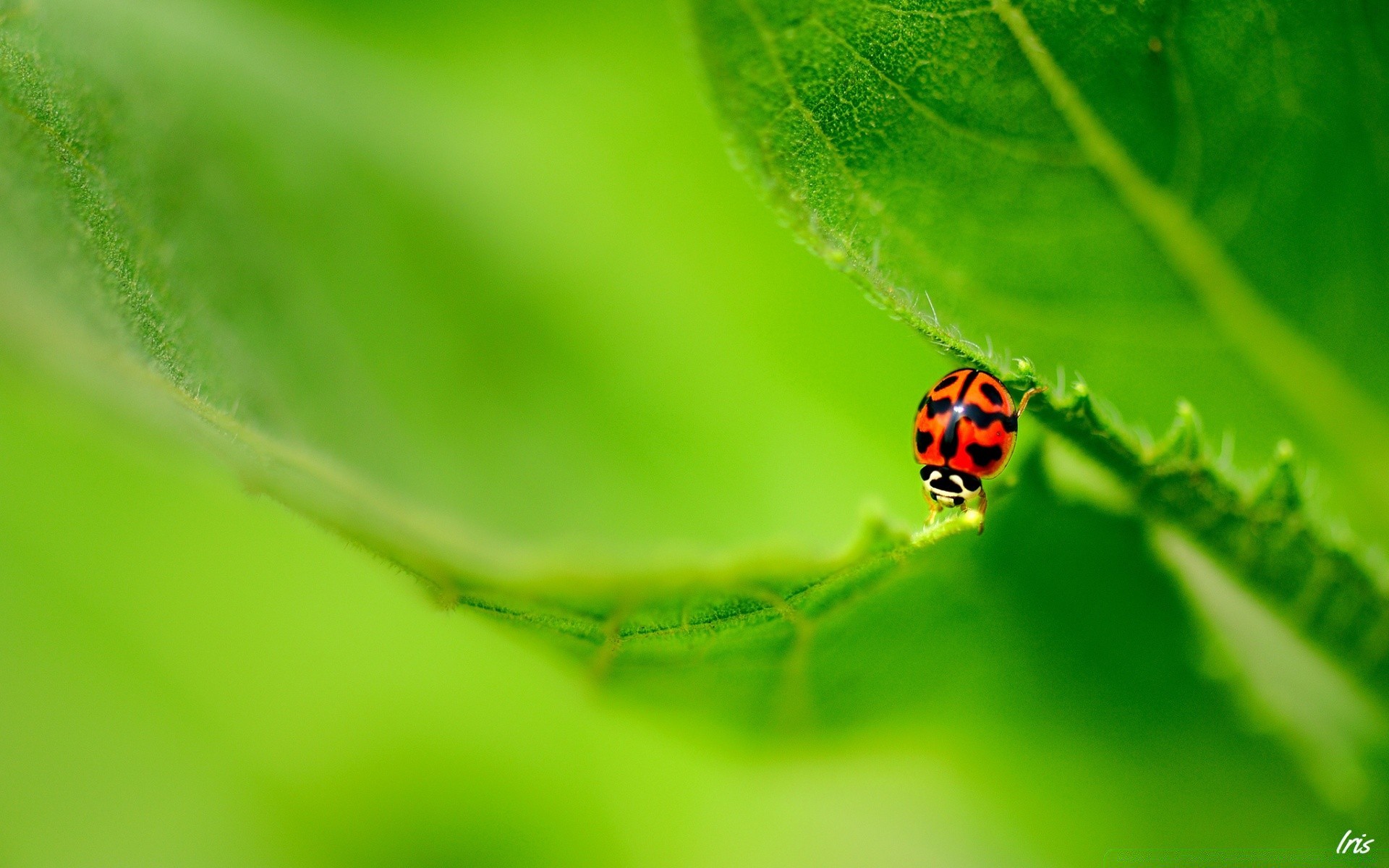 insetti coccinella foglia insetto pioggia natura rugiada caduta flora scarabeo biologia purezza giardino crescita estate ambienti erba