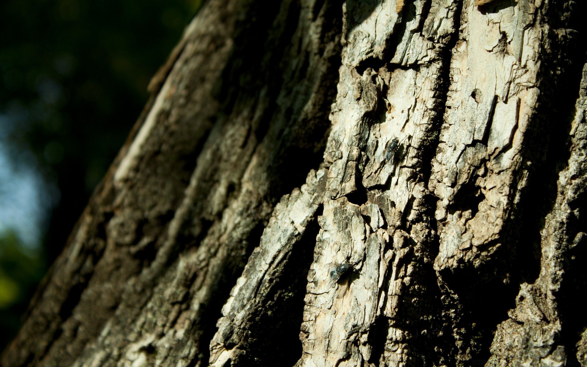 insects bark tree wood texture trunk log old rough nature desktop abstract oak surface pattern fabric outdoors stump pine decay