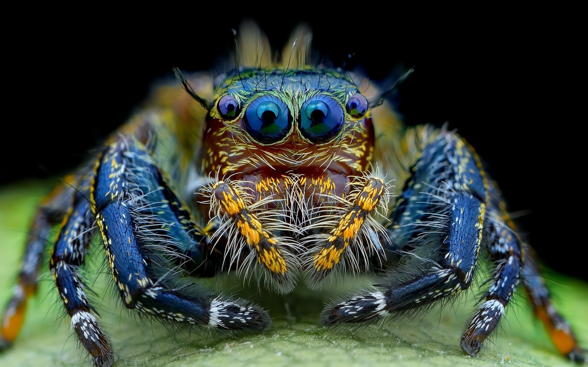 insetti animale natura fauna selvatica insetto invertebrati tropicale selvaggio pesce colore acquario testa mare esotico