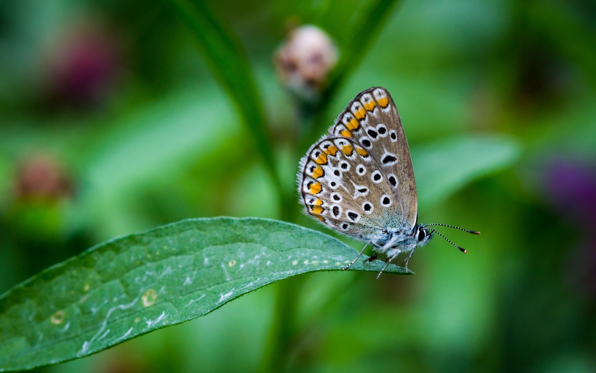 borboleta natureza inseto verão folha ao ar livre flora brilhante vida selvagem pequeno cor close-up jardim