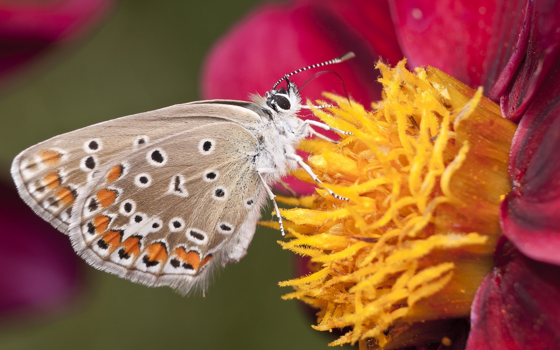 insekten natur schmetterling insekt im freien wirbellose blume sommer flora garten farbe tierwelt hell blatt schön sanft