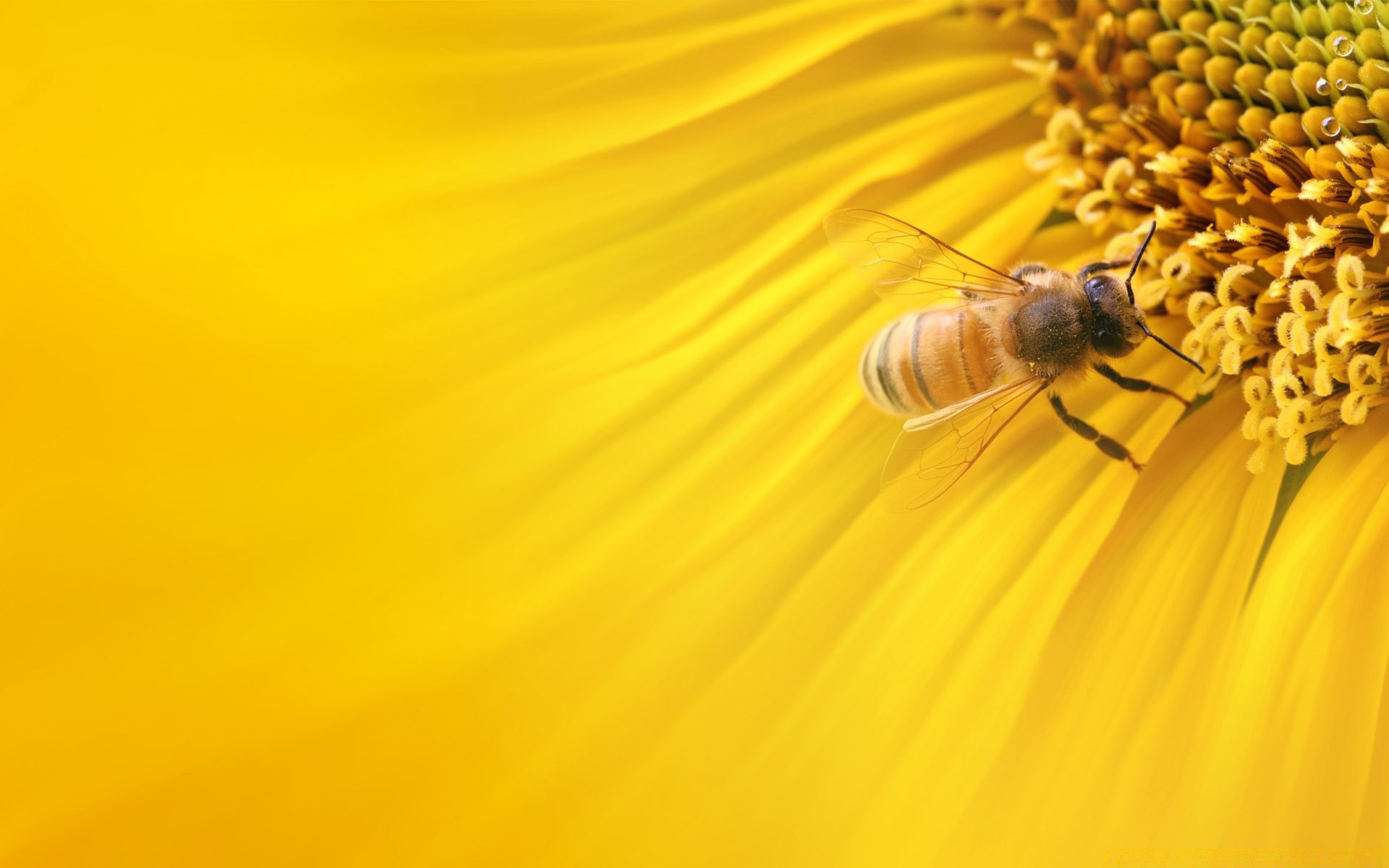 insects nature flower insect color summer desktop bee flora pollen