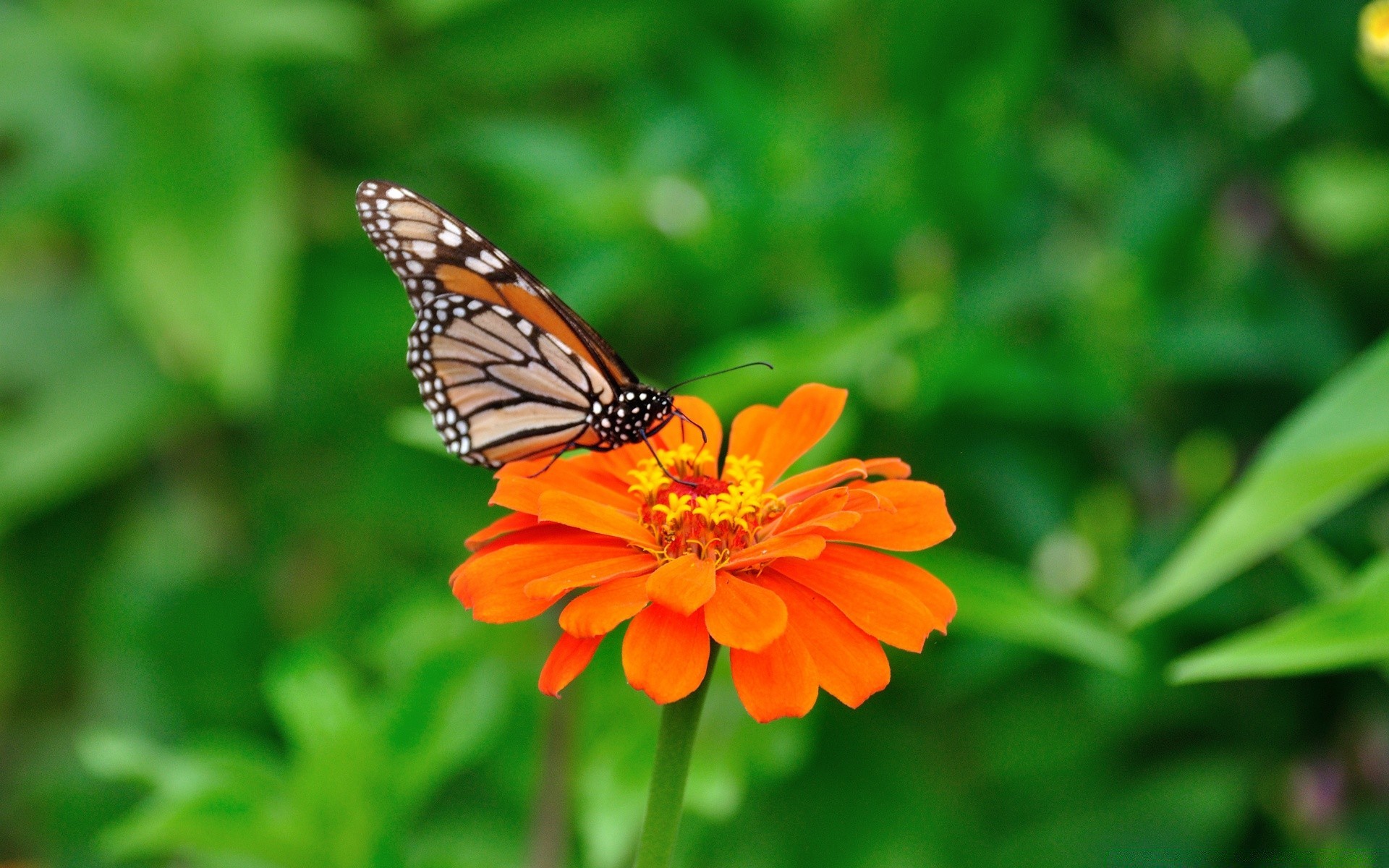 borboleta natureza inseto verão ao ar livre jardim asa flora folha flor brilhante close-up cor bonita delicada monarca