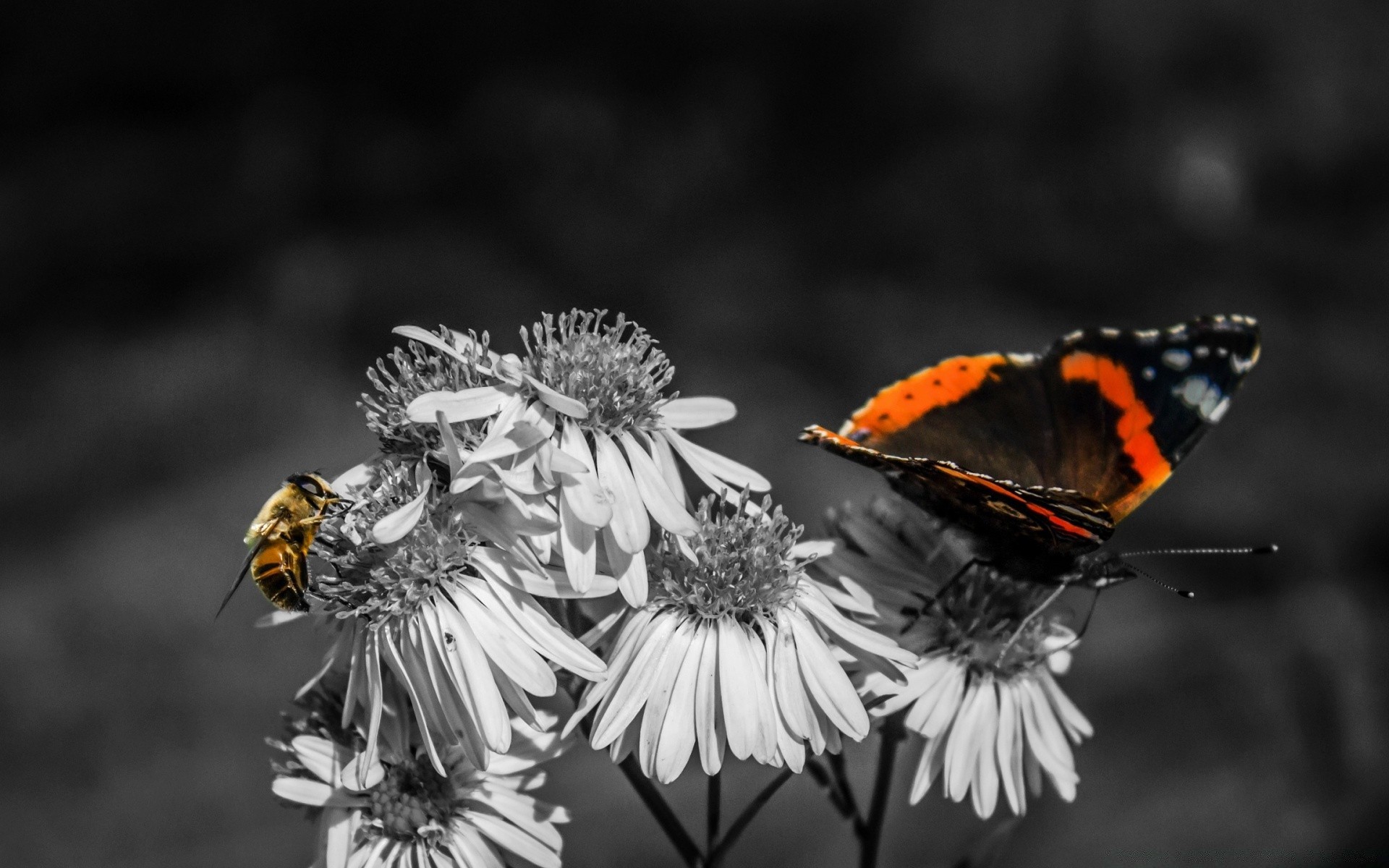 insectes insecte papillon la nature la faune invertébrés à l extérieur aile animal mouche antenne nectar papillon fleur été