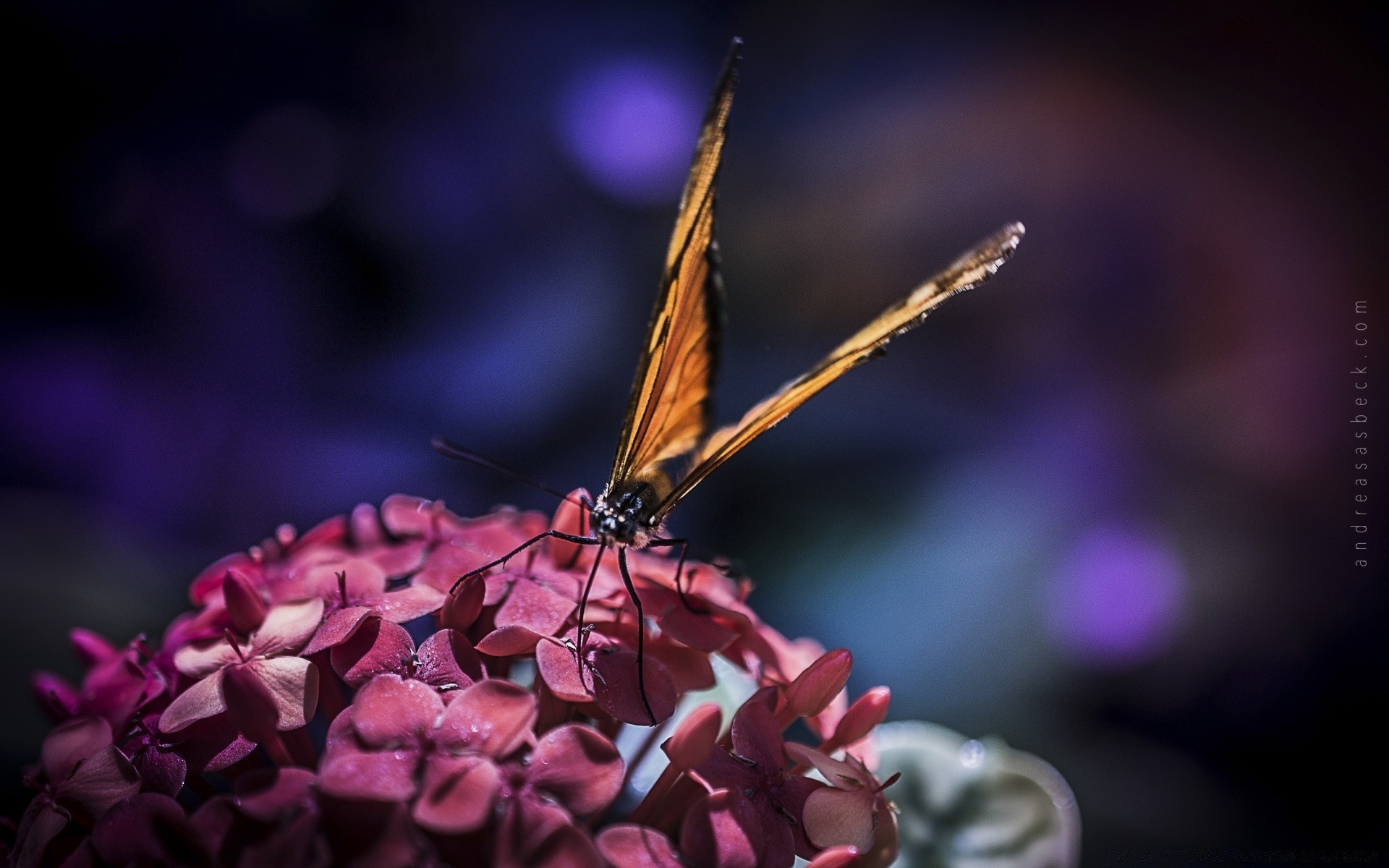 owady owad motyl natura kwiat kolor piękne ogród zbliżenie bezkręgowców zwierząt latać antena skrzydło przyrody małe lato flora liść światło