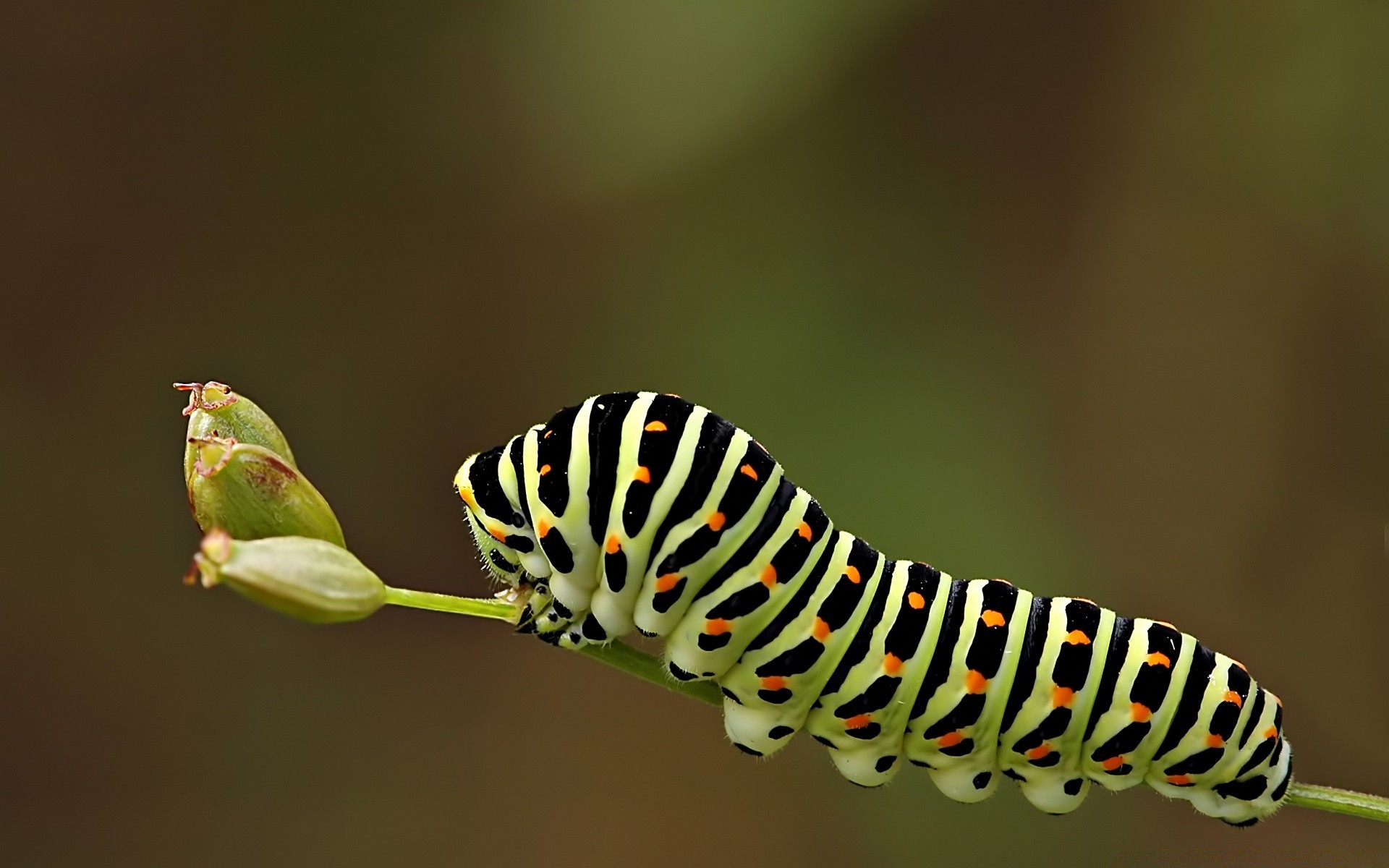 insekten insekt raupe schmetterling tierwelt wirbellose larve natur motte im freien metamorphose wurm biologie tier blatt lepidoptera