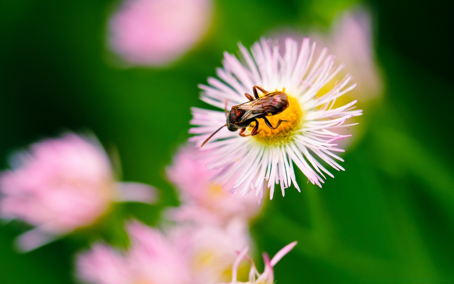 böcekler doğa çiçek flora yaz bahçe yaprak böcek polen arı parlak petal açık havada vahşi renk yakın çekim çiçek çiçeklenme