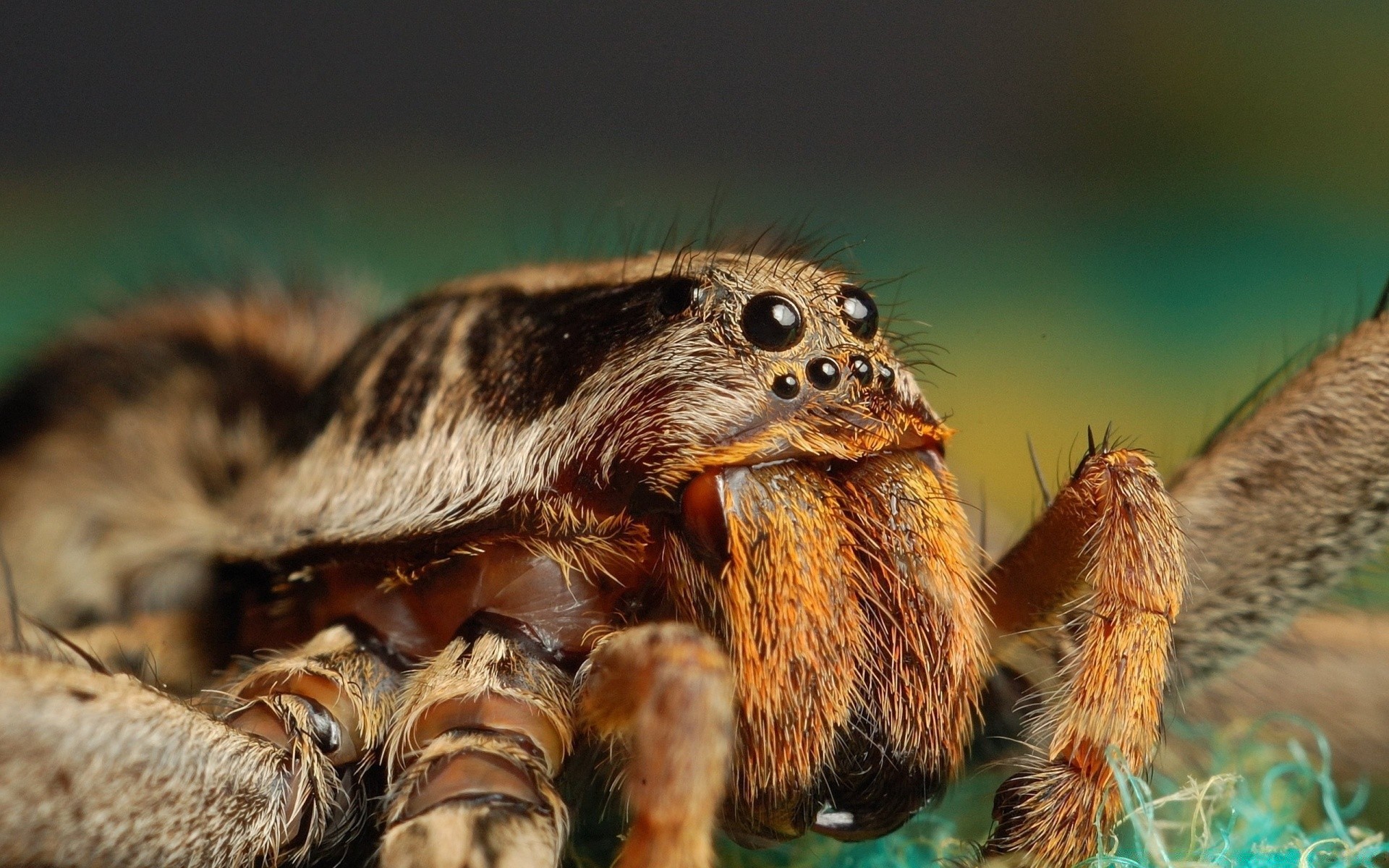 insectes nature faune animal sauvage petit à l extérieur mammifère gros plan