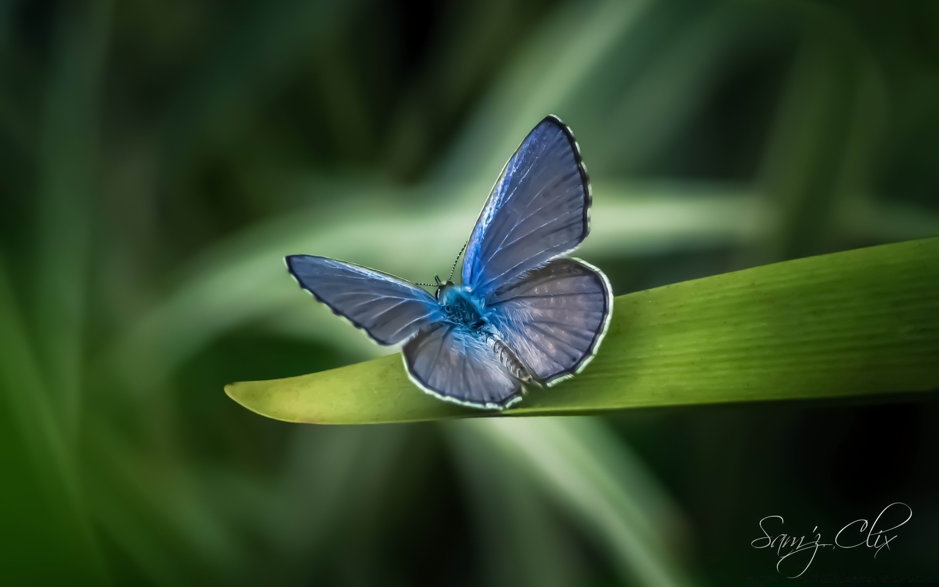 kelebek böcek doğa yaban hayatı açık havada yaz nazik kanat lepidoptera sinek parlak hayvan biyoloji çimen bahçe güve yaprak yanardöner