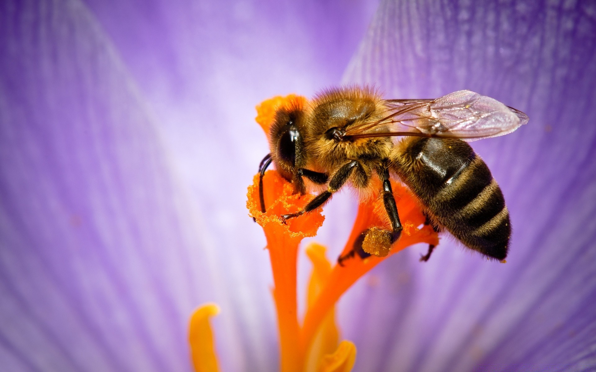 insectes abeille insecte miel pollen nature abeilles pollinisation été bourdon guêpe à l extérieur nectar mouche fleur