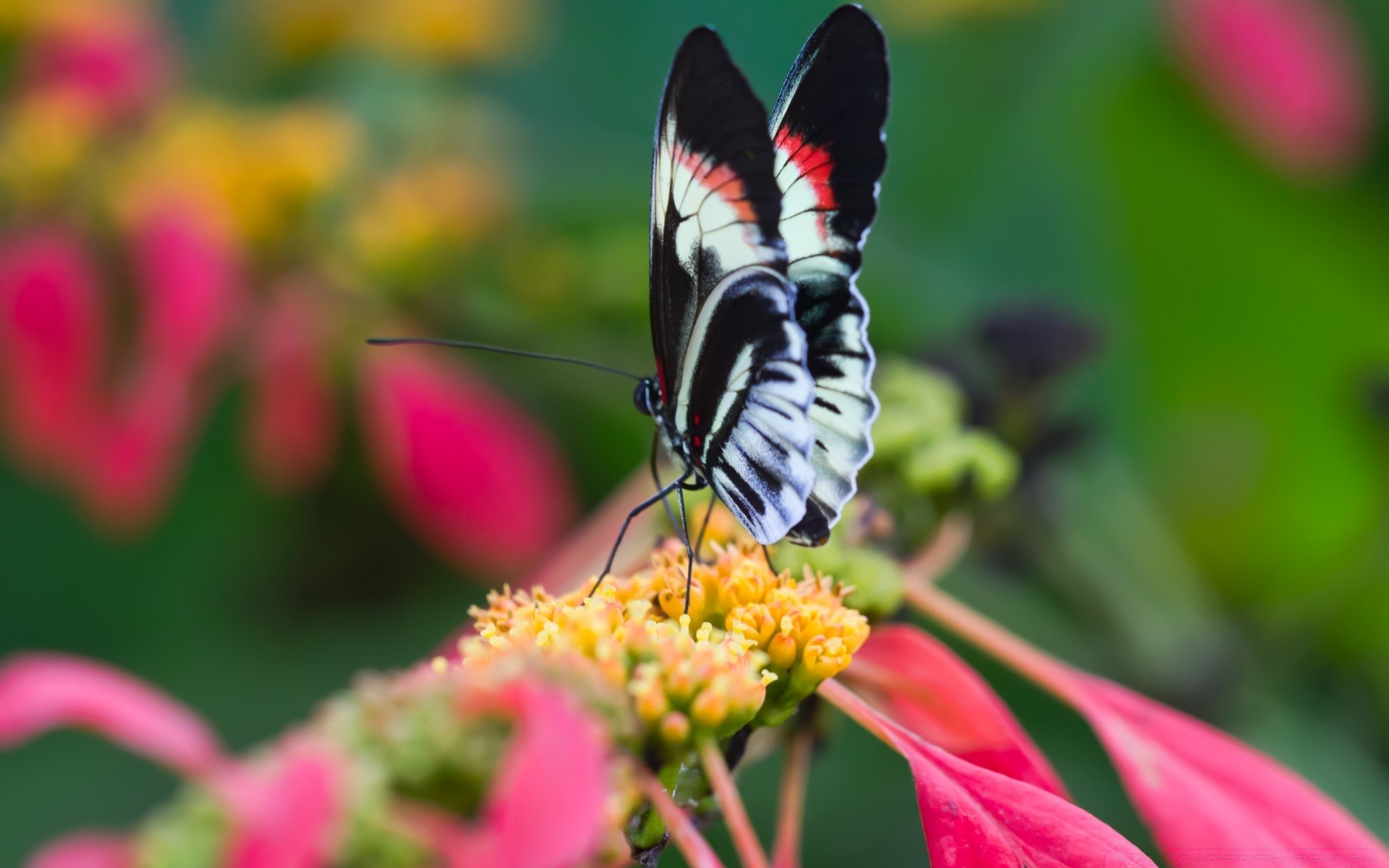 kelebek doğa çiçek böcek bahçe yaz açık havada flora yaprak renk parlak narin yakın çekim petal çiçek güzel kanat yaban hayatı park