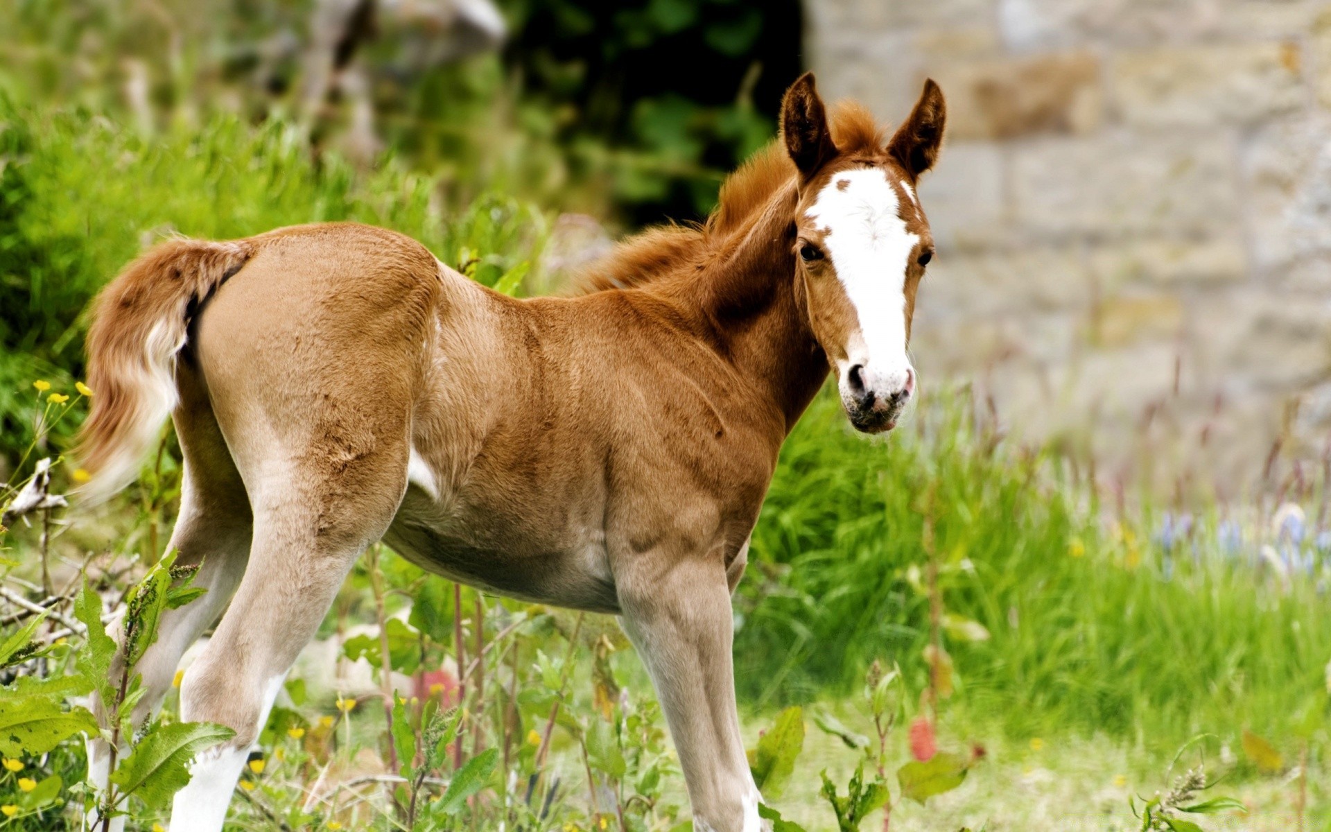 caballo mamífero hierba animal heno campo caballería granja pasto naturaleza mane mare vida silvestre caballo rural potro agricultura semental salvaje cría de caballos verano