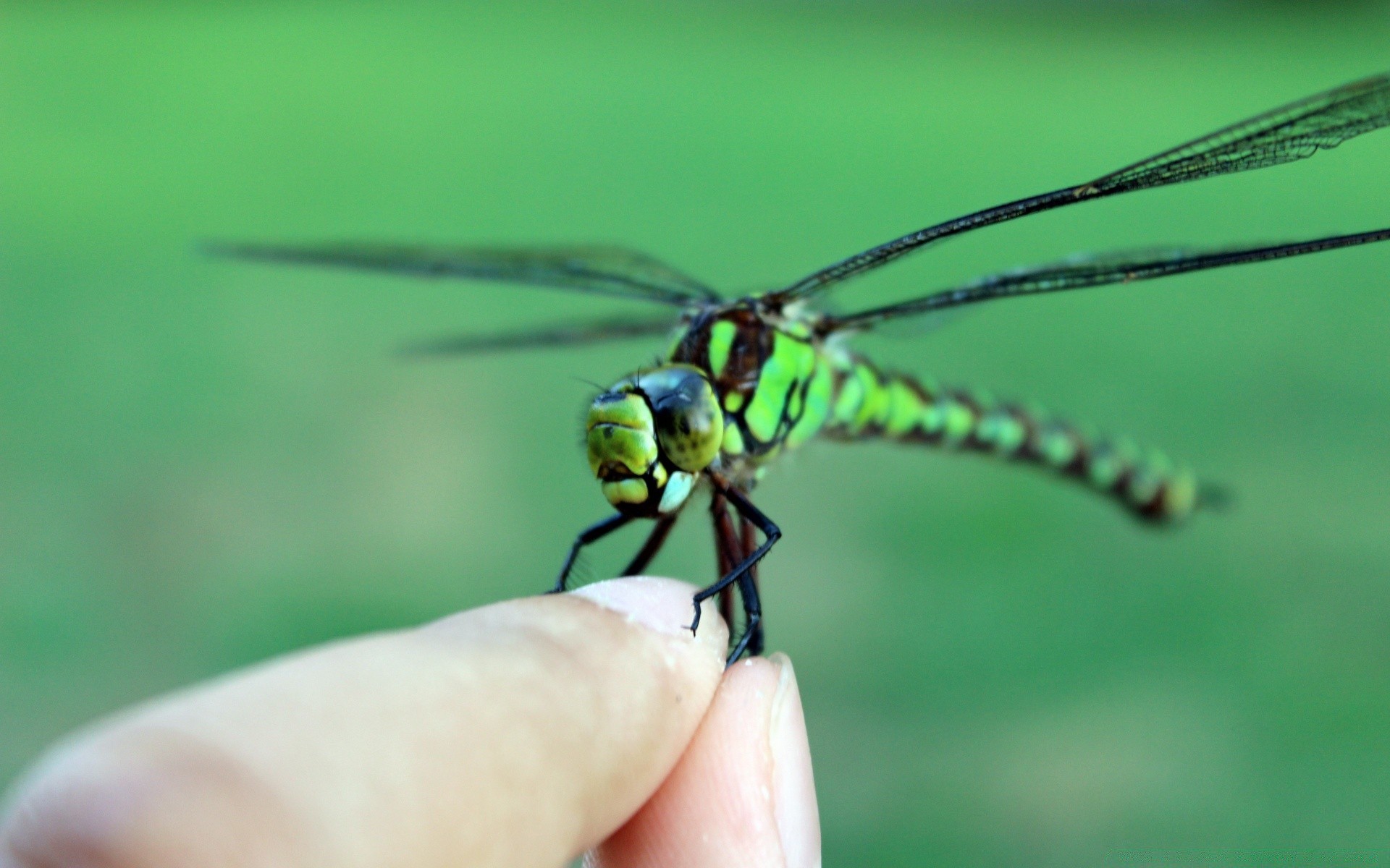 insects dragonfly insect wildlife nature fly outdoors invertebrate damselfly animal wing