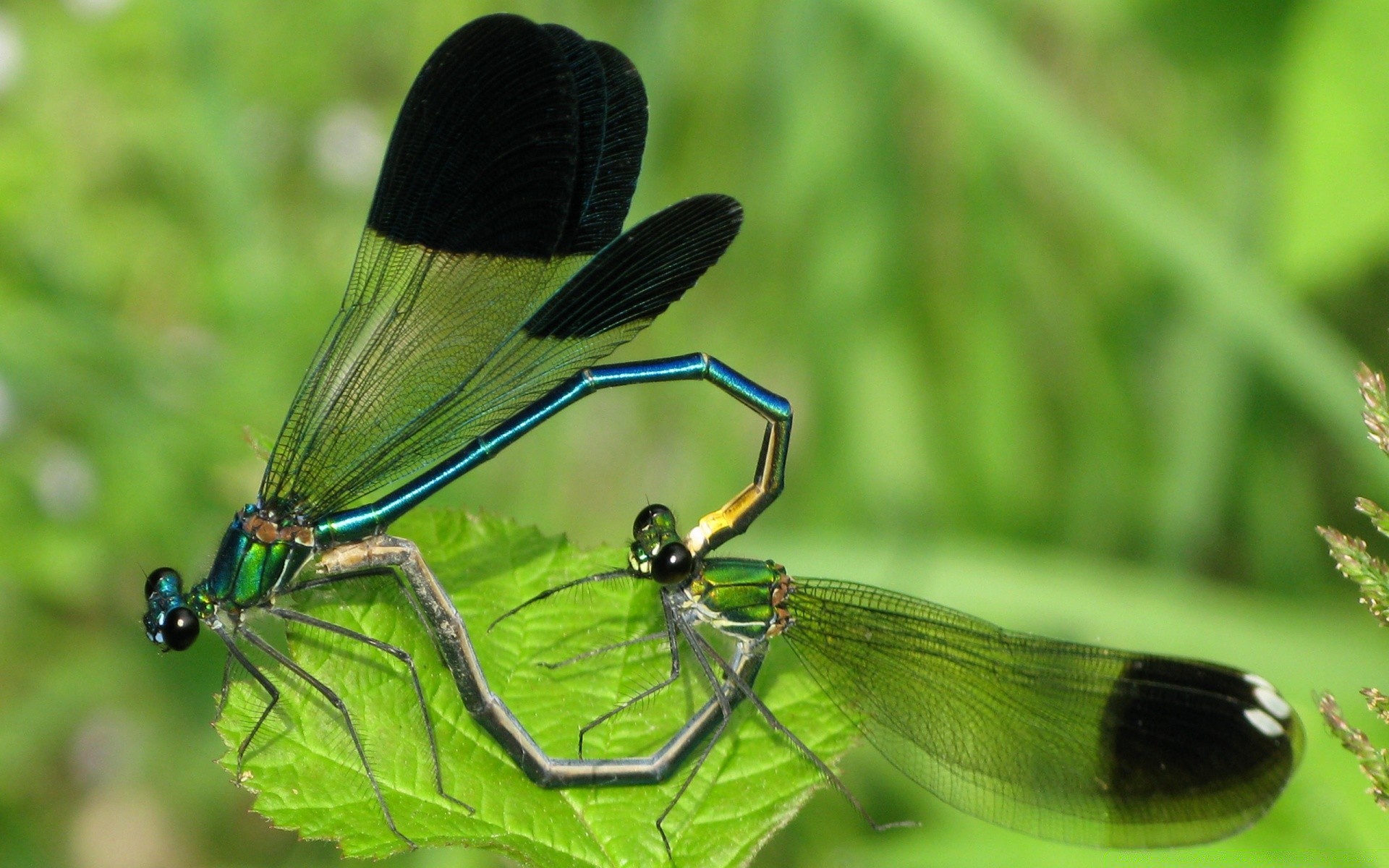 insectos insecto naturaleza libélula vida silvestre hoja hierba al aire libre verano animal invertebrados volar salvaje jardín poco