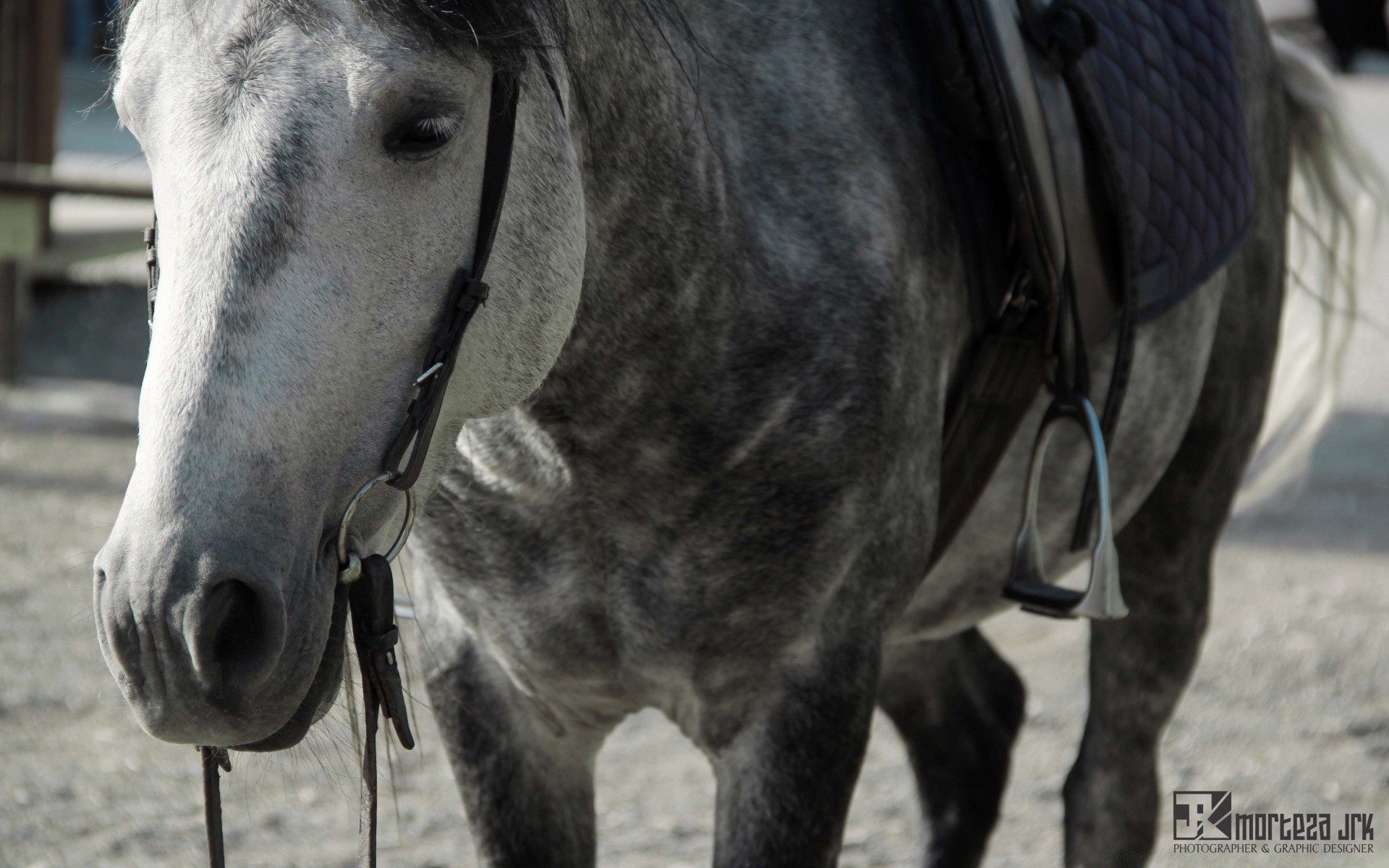 cavallo cavalleria animale natura fattoria rurale stallone cavallo mammifero briglia testa all aperto mare pony equestre libertà seduta manet allevamento di cavalli stabile