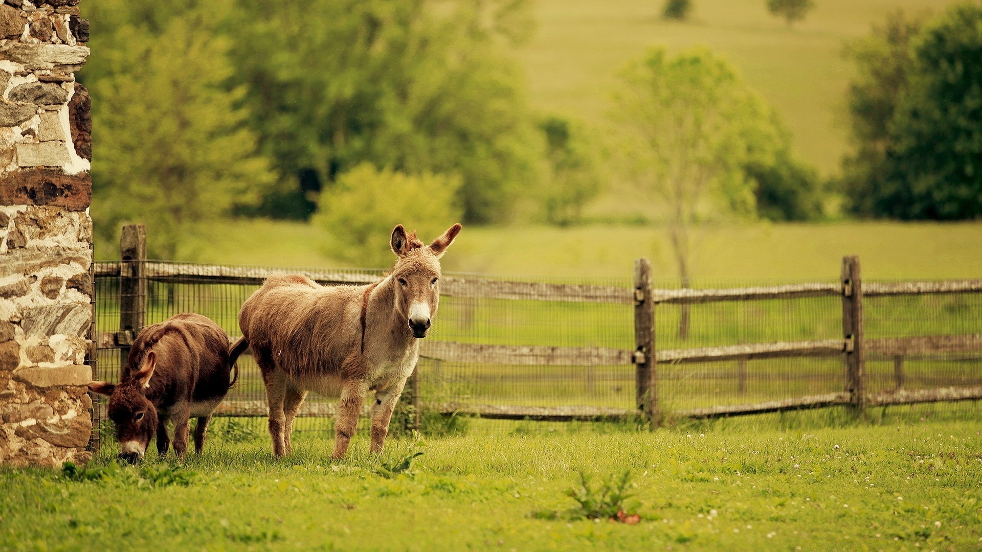 chevaux ferme clôture agriculture herbe mammifère foin animaux vivants pâturage rural champ bétail campagne à l extérieur paysage nature terres agricoles animal vache