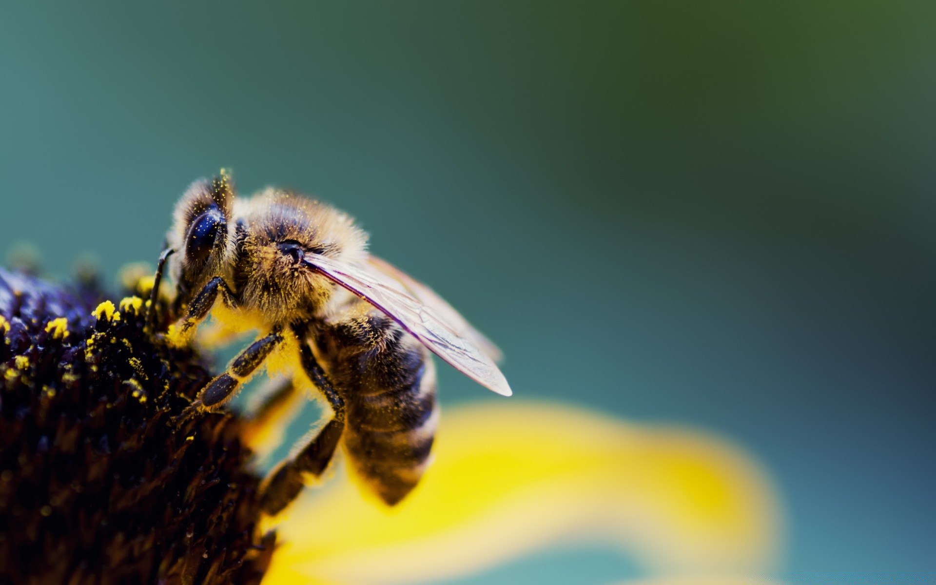 owady pszczoła owad natura rozmycie miód na zewnątrz pyłek kwiat lato