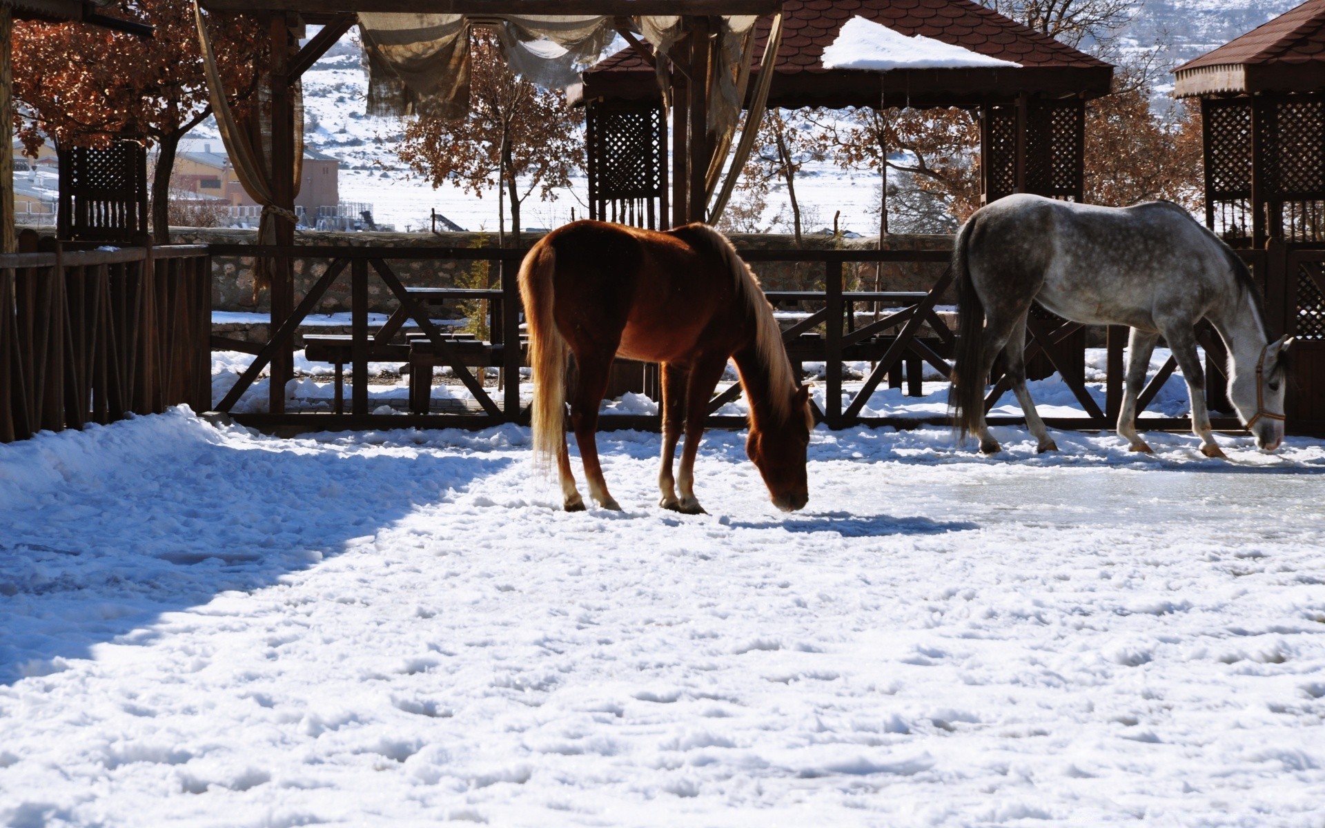 caballos nieve invierno frío al aire libre naturaleza mamífero madera granja caballería rural caballo árbol cerca animal temporada escarcha