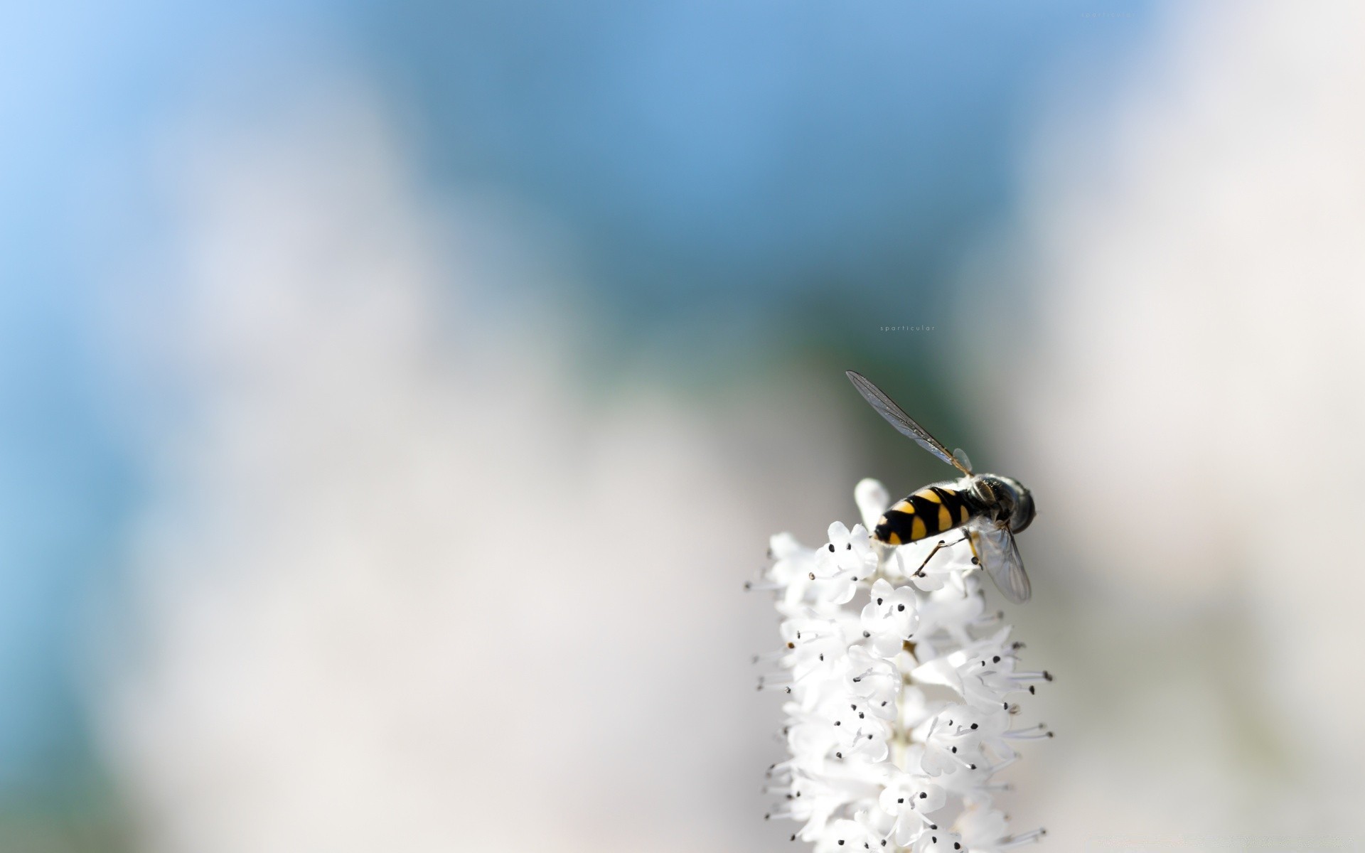 insectes insecte flou nature abeille dof fleur faune en plein air