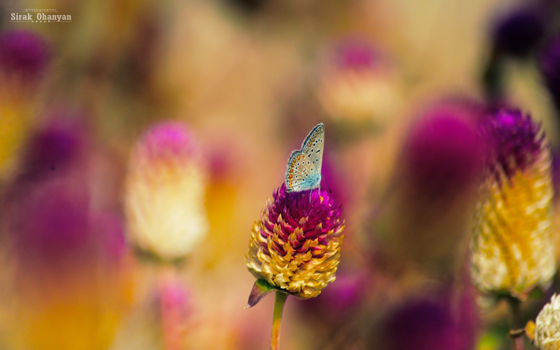 butterfly nature flower summer flora bright garden leaf grass floral outdoors petal growth color blooming hayfield fair weather field wild season