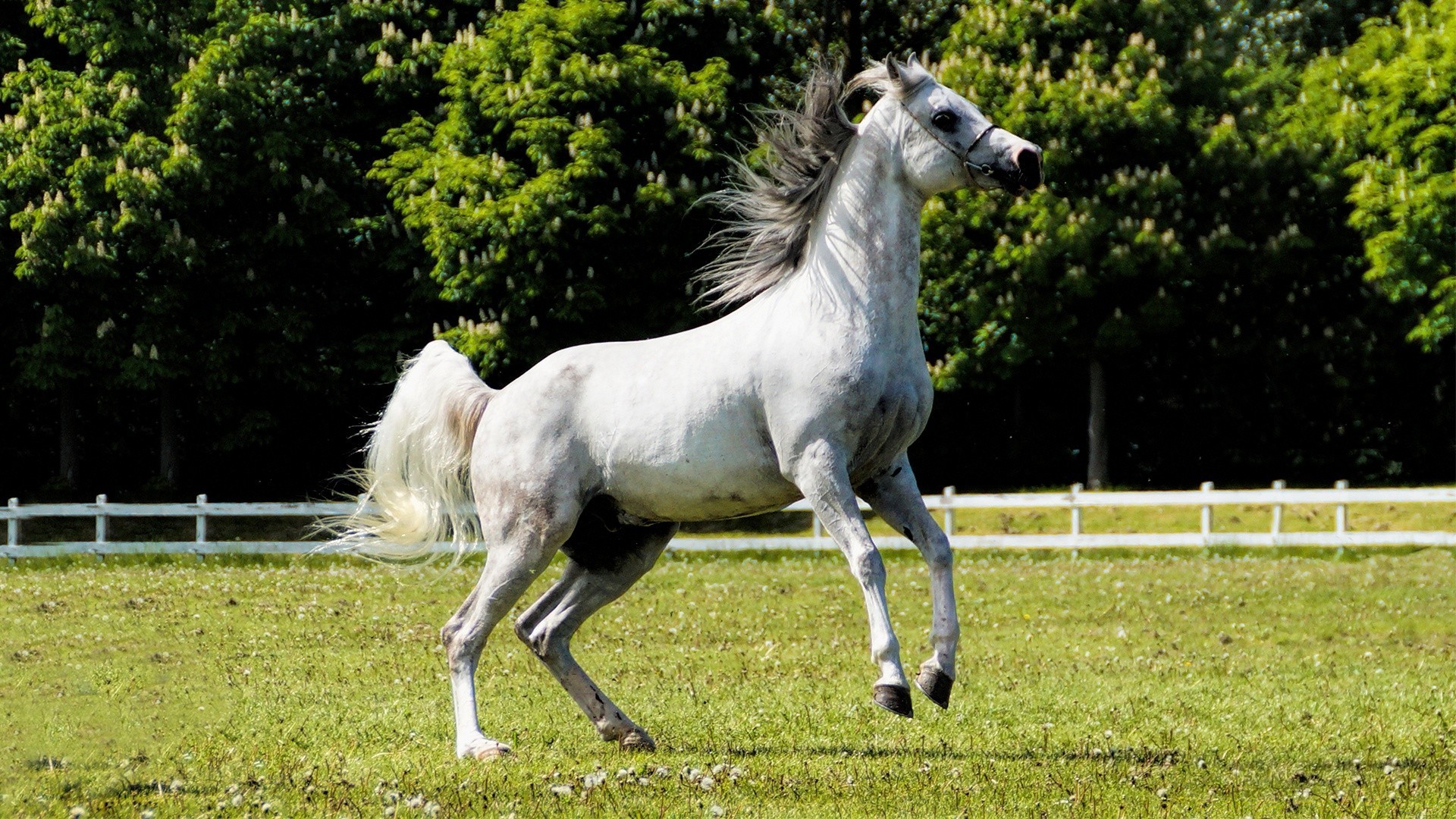 caballo mamífero hierba animal caballo granja heno cría de caballos caballería ecuestre campo naturaleza mane semental pasto doméstico rural mare animales vivos pony