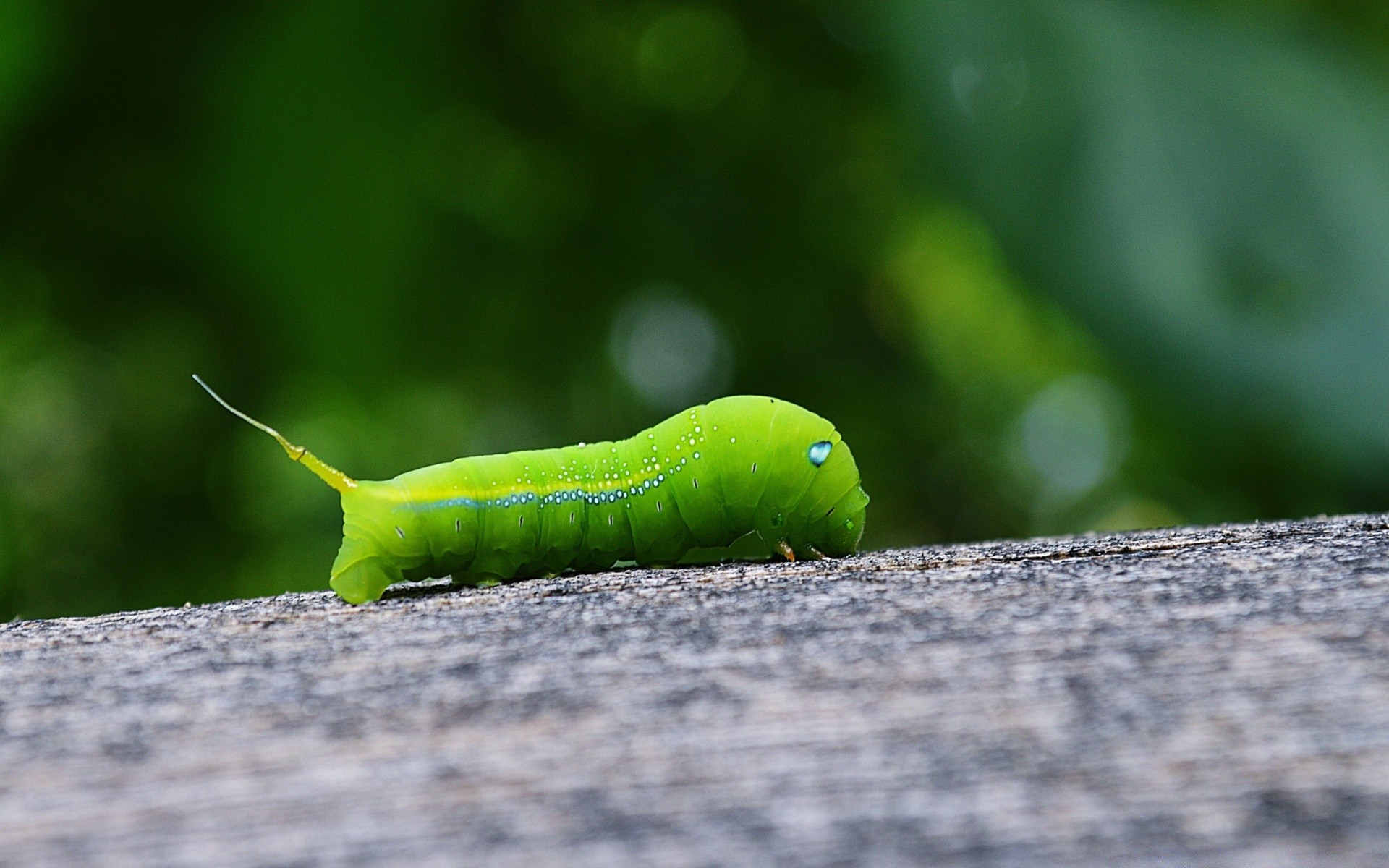 owady owad gąsienica larwa robak natura metamorfoza przyroda motyl liść bezkręgowce na zewnątrz ćma zwierzę lato flora ogród pest