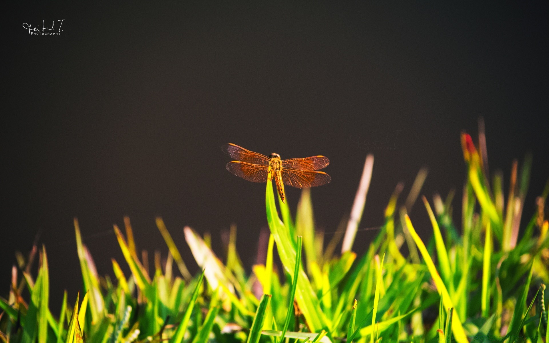 insects grass nature leaf summer growth outdoors flora fair weather sun