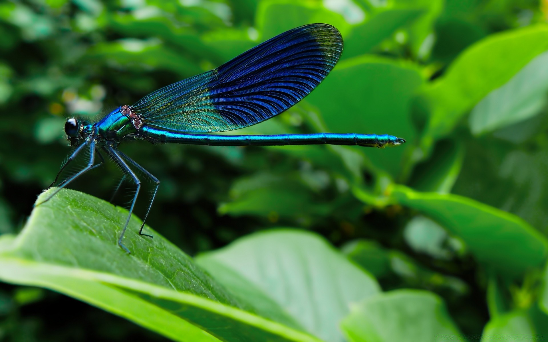 insetos inseto natureza folha borboleta vida selvagem verão invertebrados jardim voar ao ar livre animal libélula asa biologia flora cor pequeno ambiente close-up