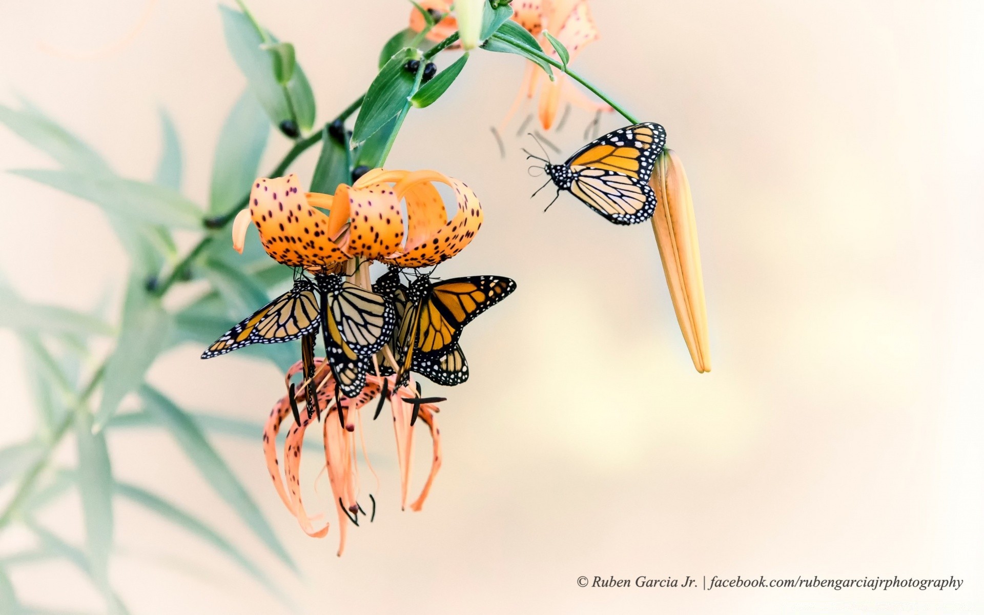 insectes insecte nature papillon feuille été flore fleur à l extérieur la faune bureau illustration