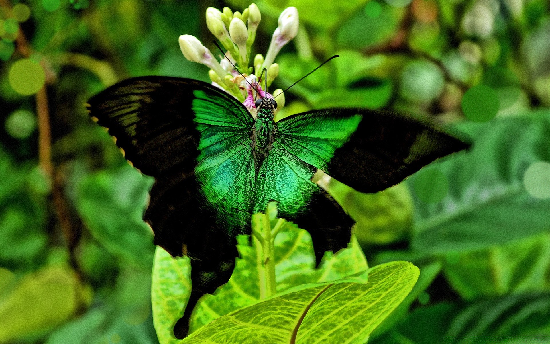 butterfly nature leaf insect garden summer flora outdoors wildlife flower environment beautiful wing biology animal tropical color wild close-up