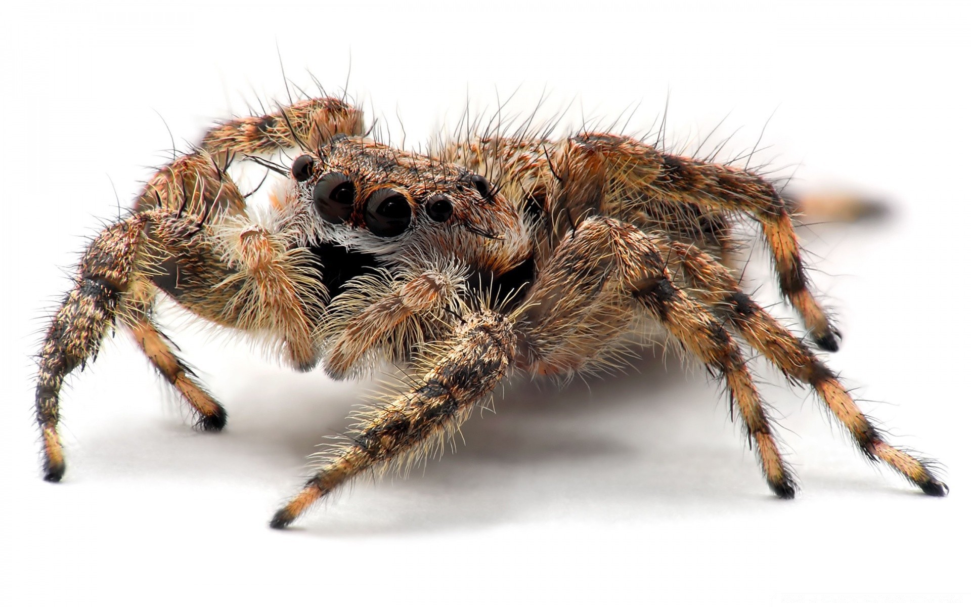 böcekler örümcek araknidler kıllı böcek ürpertici fobi tarantula korkutucu hayvan korku yaban hayatı korkutucu doğa küçük tehlike kendilerini korkutmuş damar omurgasızlar yırtıcı hayvan