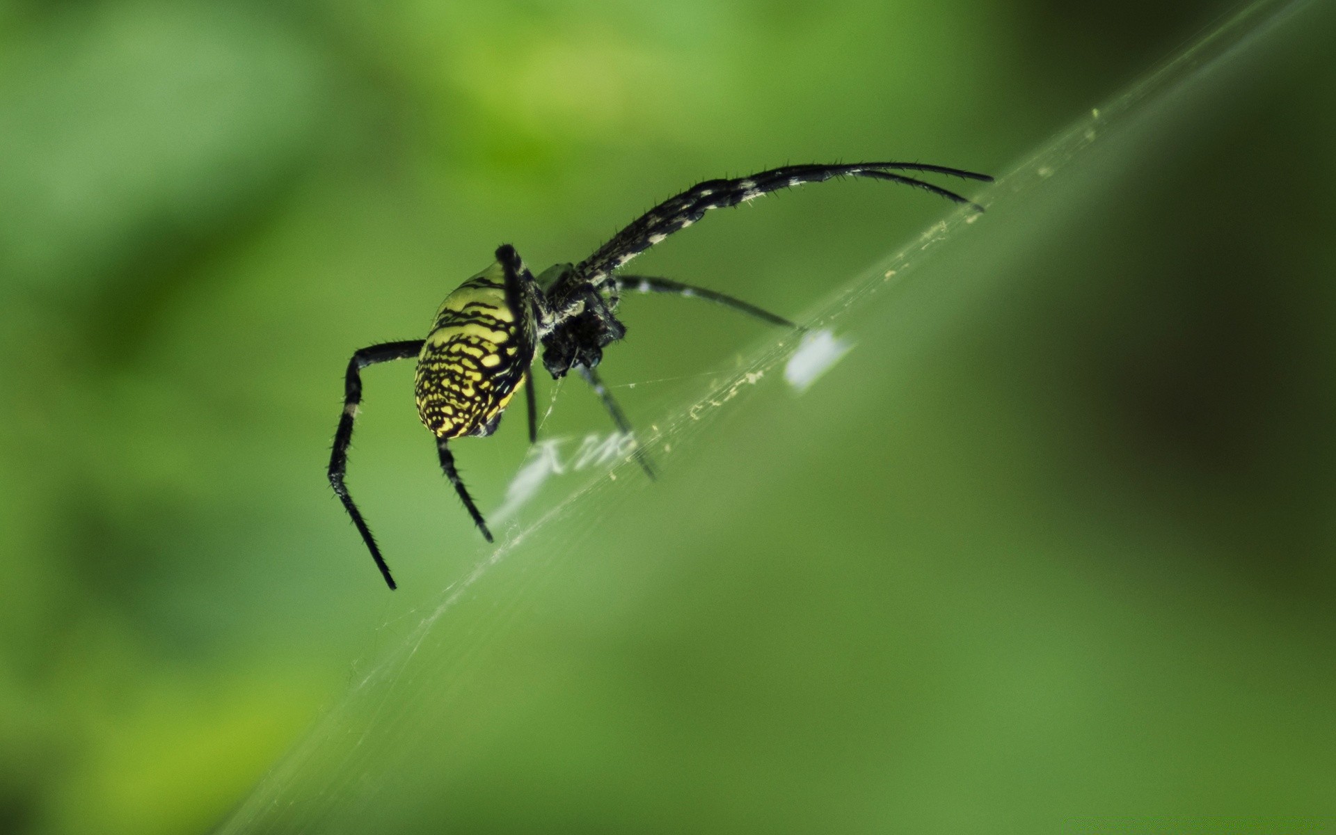 insekten spinne insekt spinnentiere spinnennetz natur wirbellose tierwelt tau tier wenig unheimlich spinnennetz web im freien raubtier schließen garten