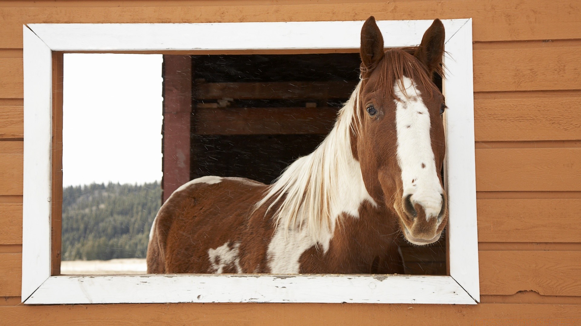 cavallo mammifero animale inverno azienda agricola porta ritratto cavalleria uno natura fienile neve domestico legno