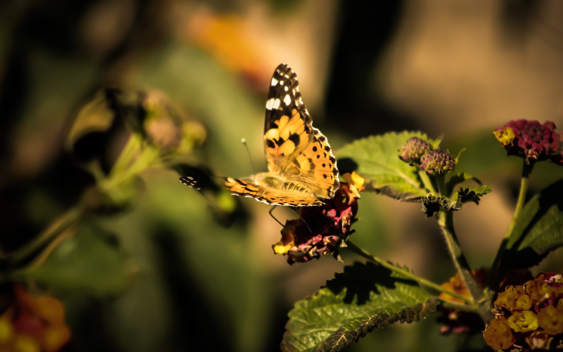 borboleta inseto natureza flor invertebrado ao ar livre folha jardim verão mariposa vida selvagem cor delicado