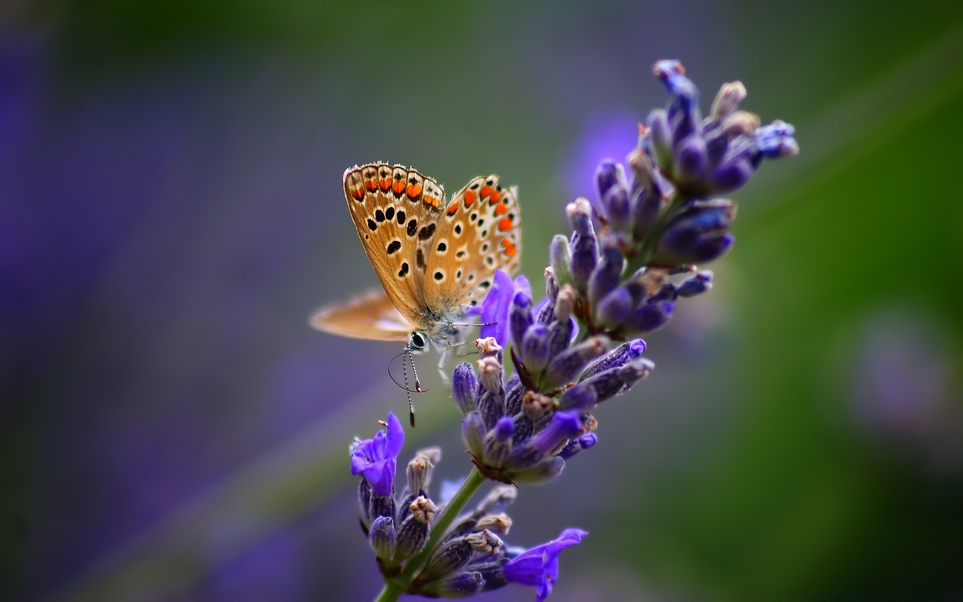 papillon nature fleur insecte été flore à l extérieur feuille lavande jardin délicat flou