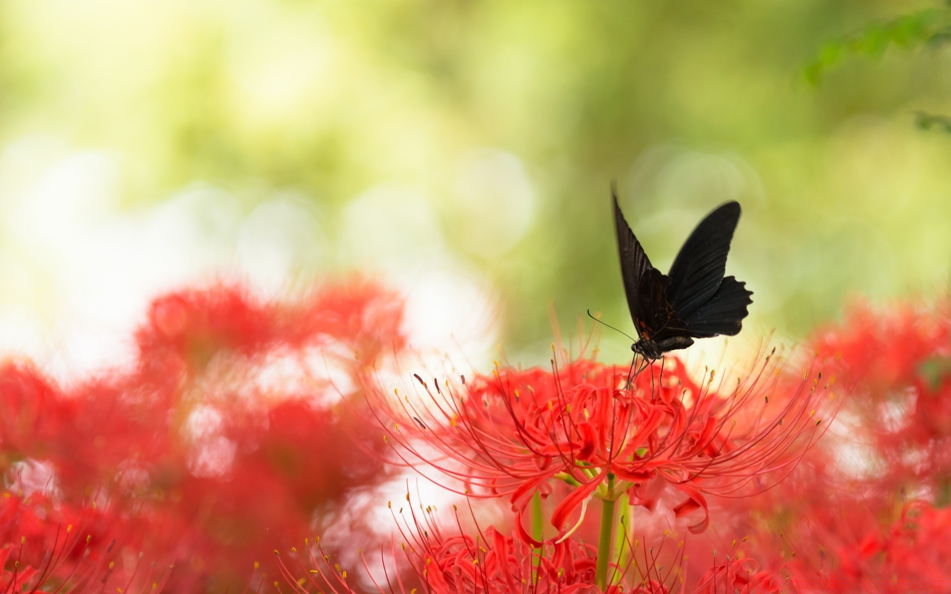 Черная бабочка на красном цветке скачать