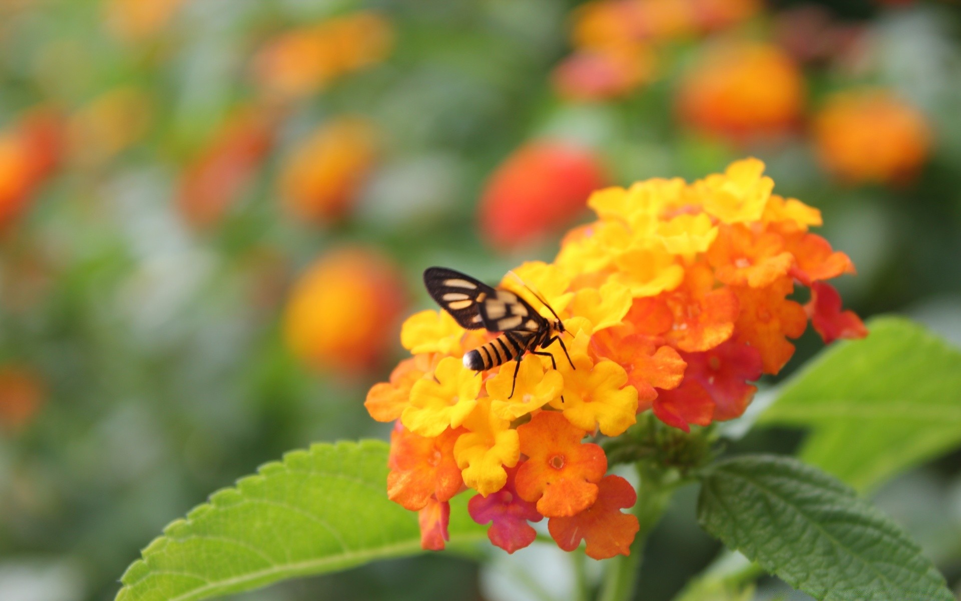 insectes nature fleur feuille insecte été flore jardin à l extérieur couleur lumineux gros plan beau temps croissance floral