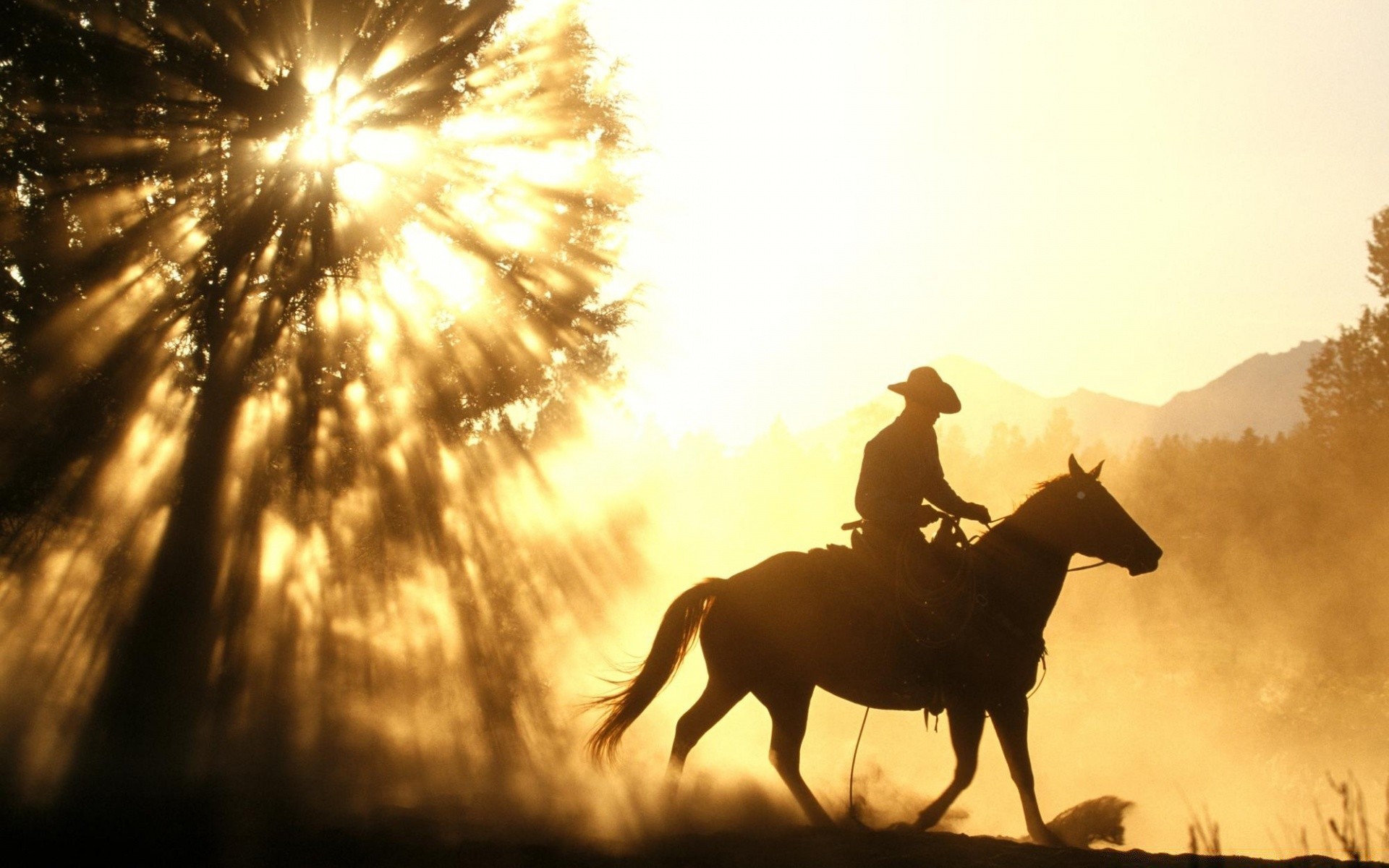 pferd sonnenuntergang kavallerie sonne beleuchtet silhouette dämmerung sitzen abend im freien gutes wetter himmel säugetier licht ein pferd