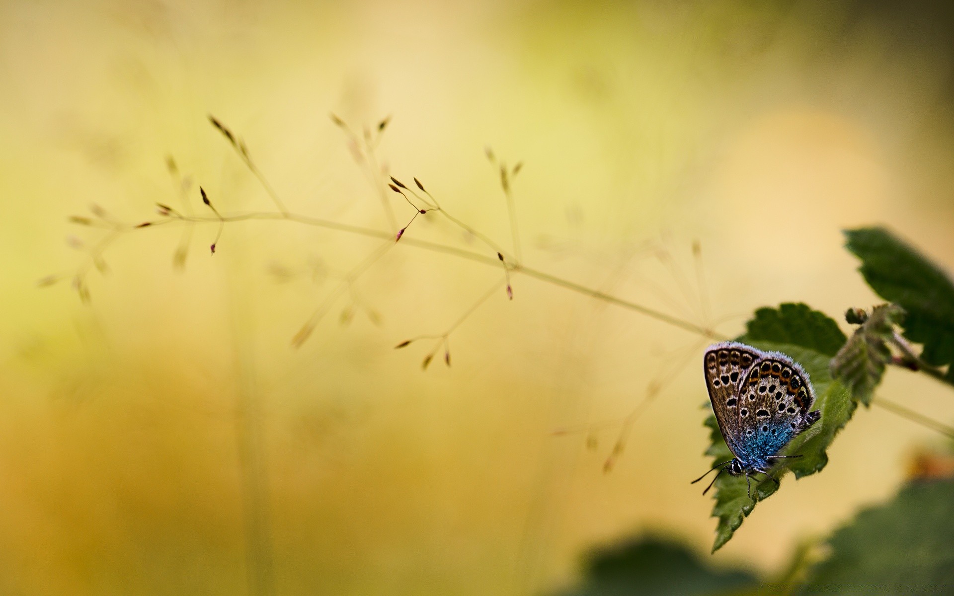 mariposa insecto flor naturaleza color desenfoque luz al aire libre verano flora escritorio jardín vida silvestre hoja invertebrados hermoso sol animal