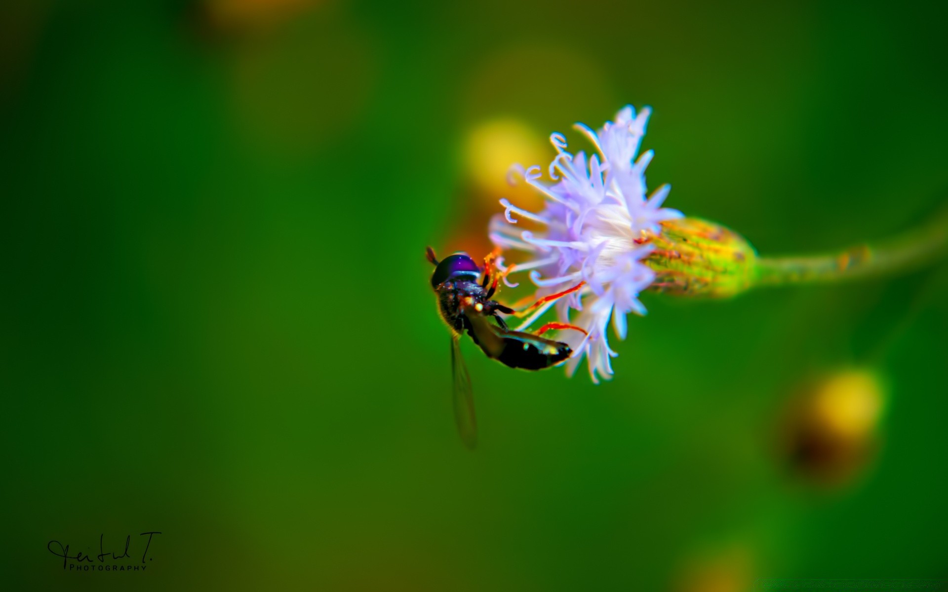 insects nature insect leaf summer outdoors wildlife little bright biology