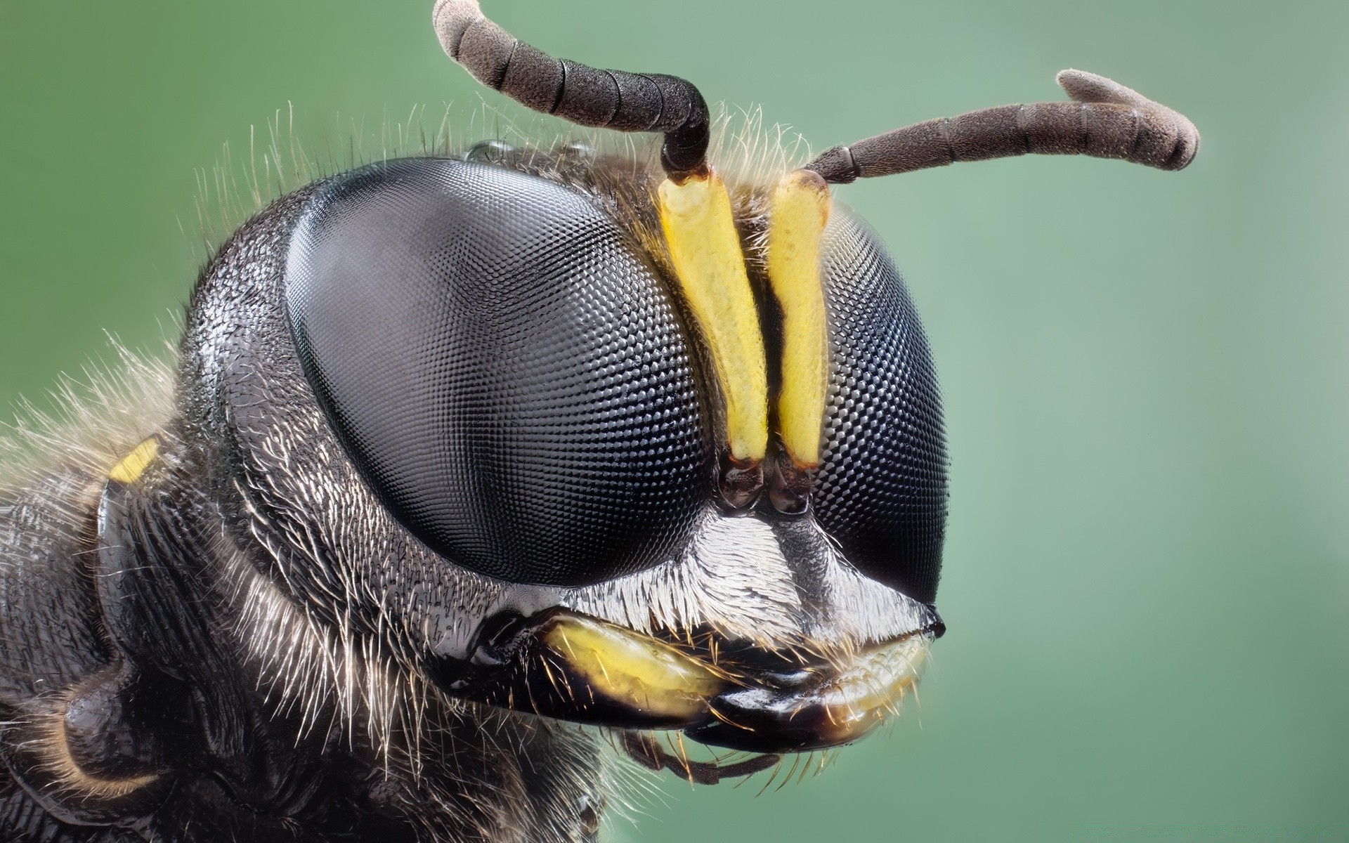 insetti animale fauna selvatica insetto natura selvaggio volare invertebrati singolo peloso pericolo isolato biologia