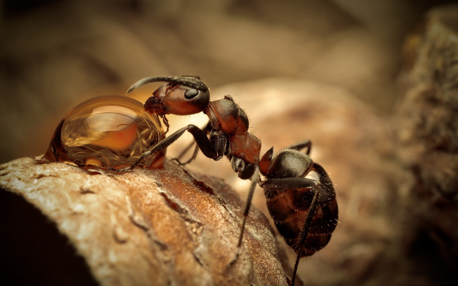 insectes insecte invertébrés faune nature coléoptère nourriture gros plan