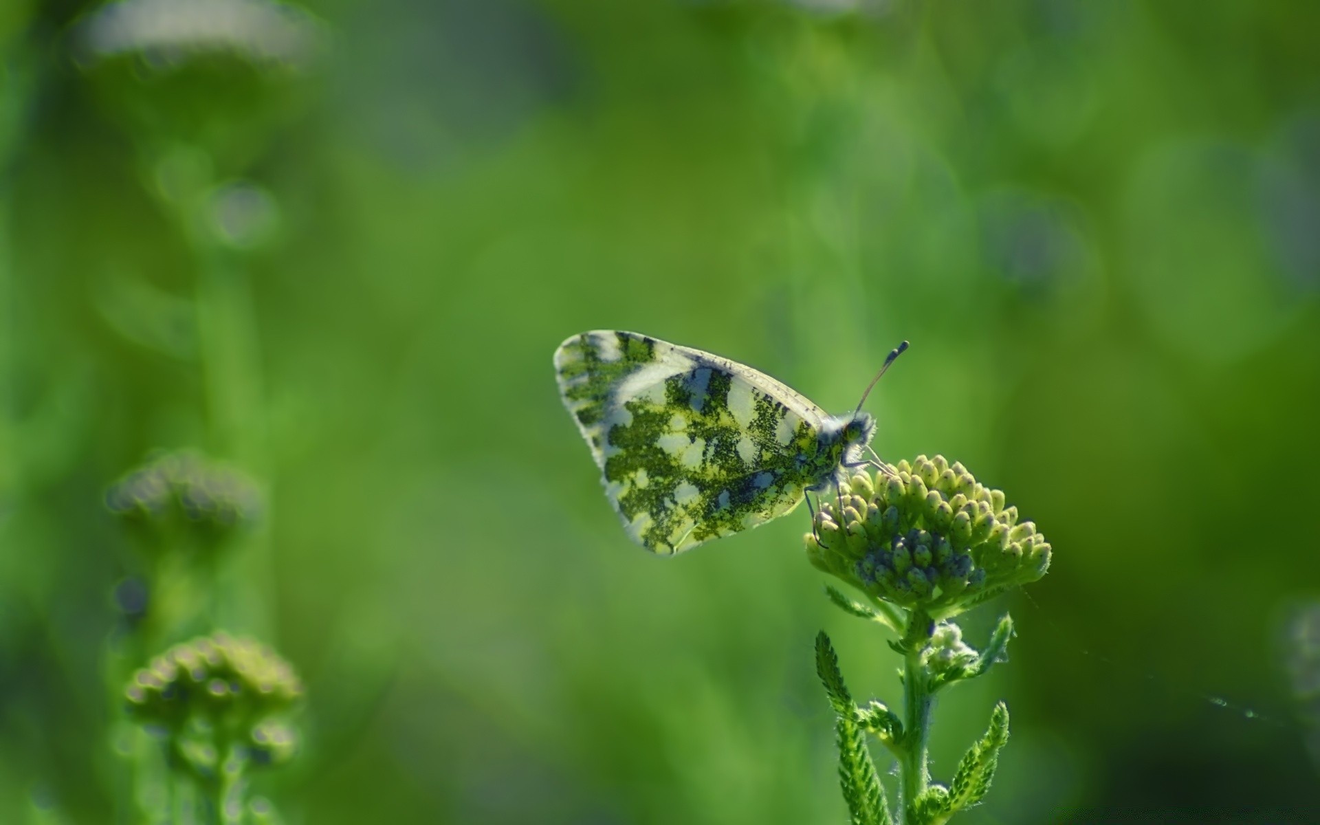 farfalla natura foglia all aperto estate insetto flora erba crescita fiore giardino bel tempo sfocatura piccolo