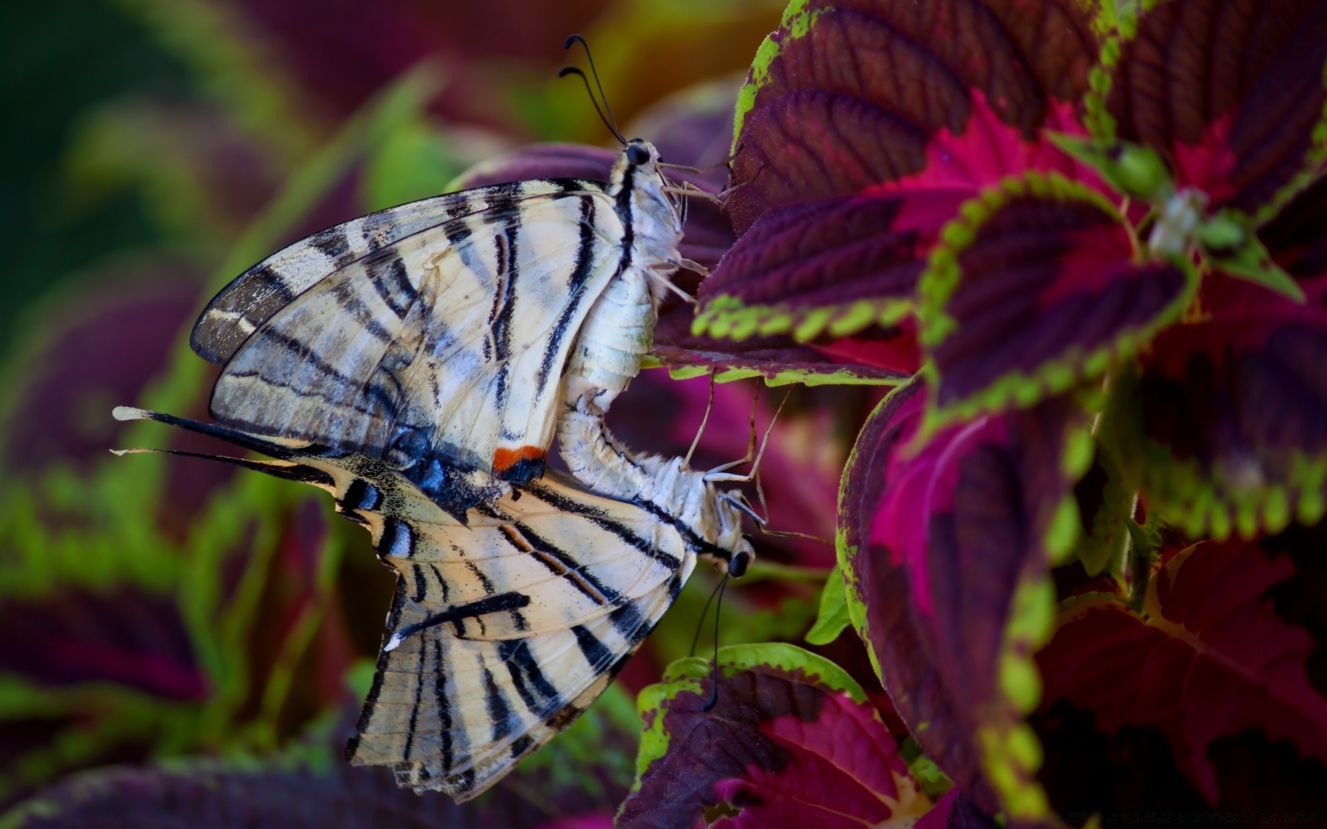 borboleta natureza inseto asa folha cor flor jardim animal invertebrados ao ar livre bela verão vida selvagem flora brilhante