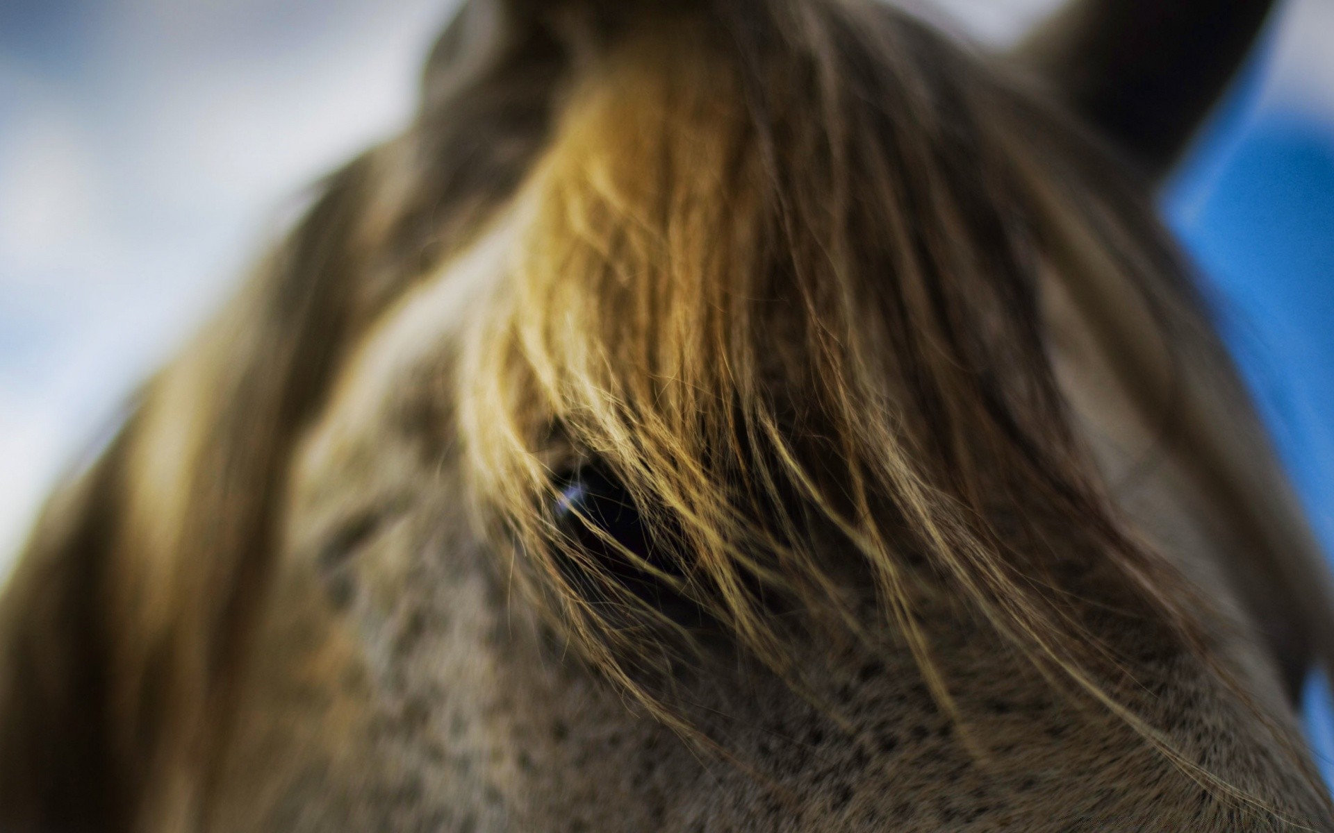 cavalos borrão cavalaria cabelo retrato natureza ao ar livre animal mamífero bela solteiro cor desktop